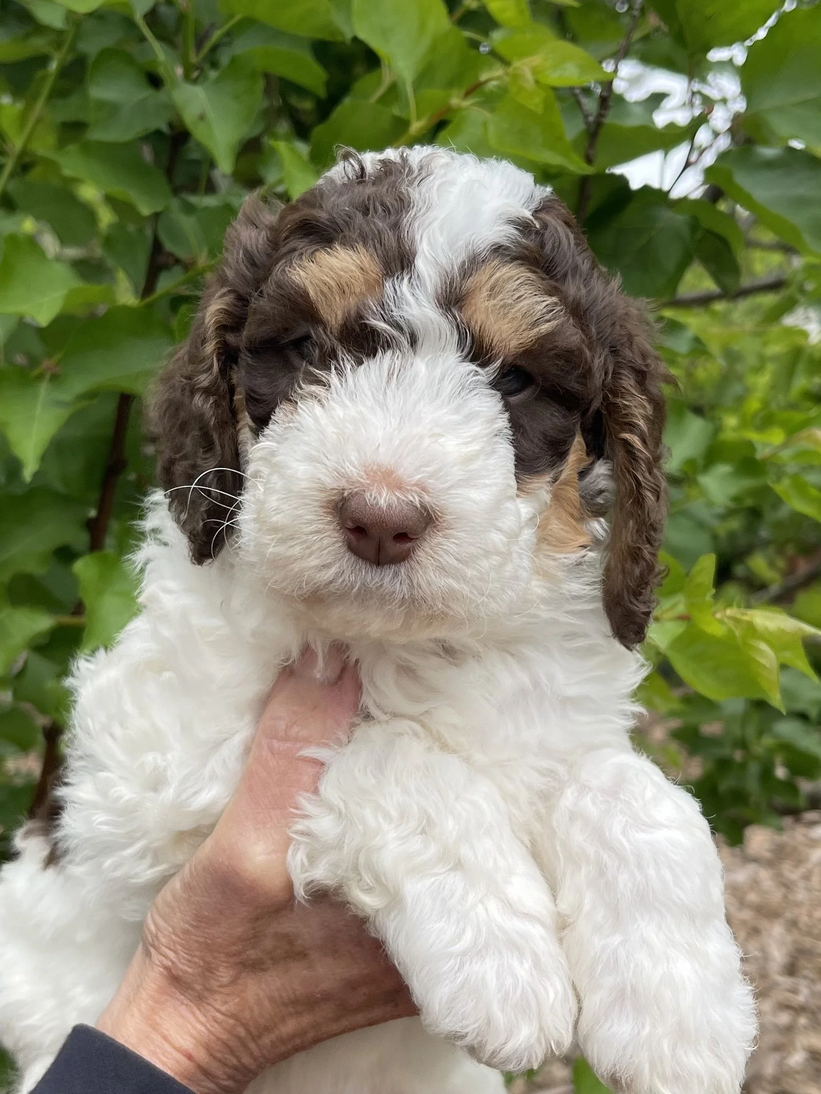 SOLD - female
