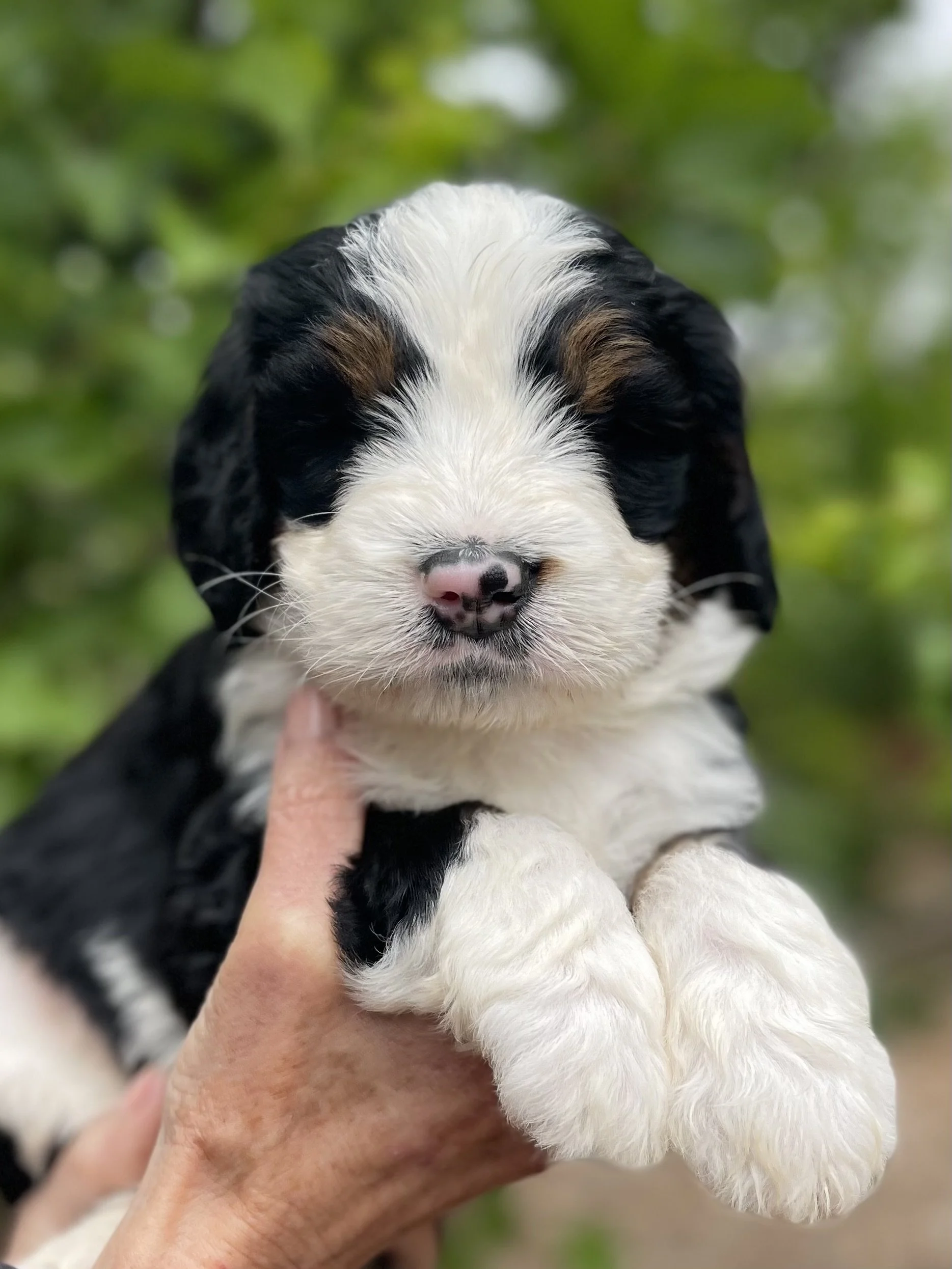 SOLD - male