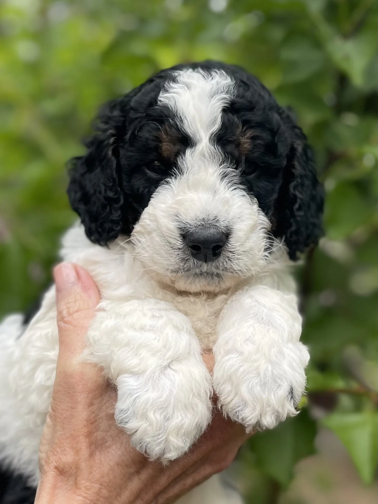 SOLD - male