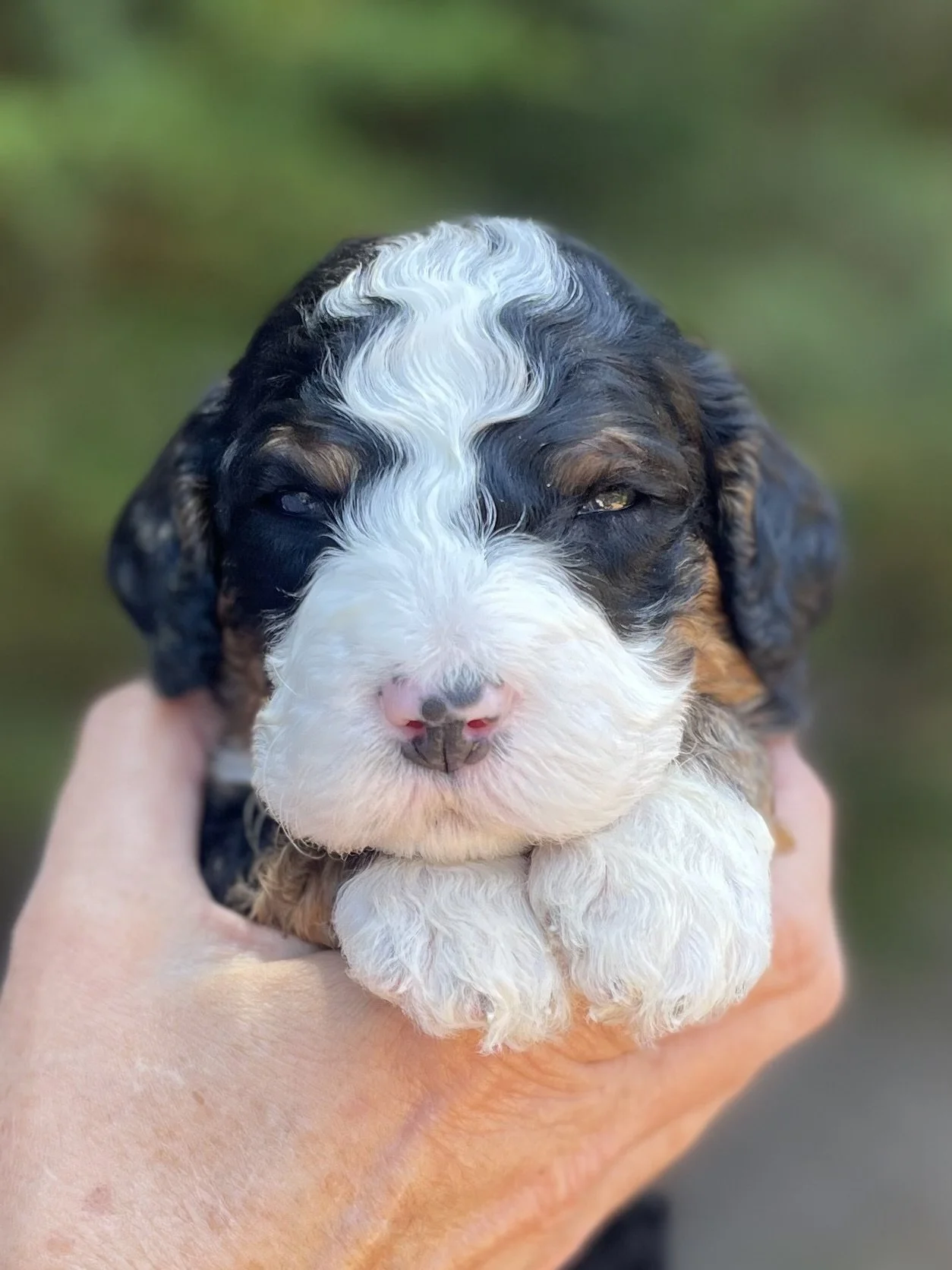Male - Green collar