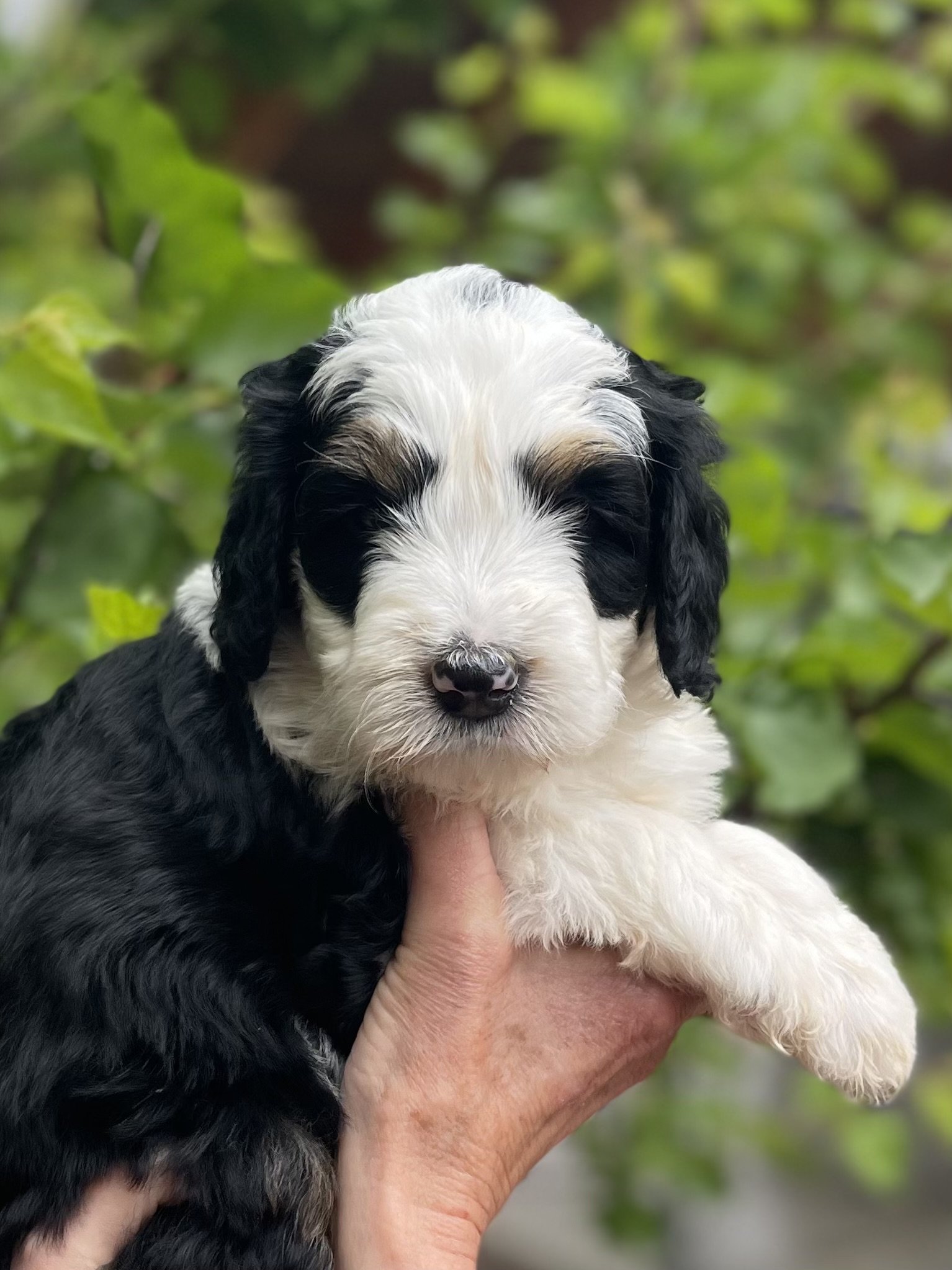 SOLD - female