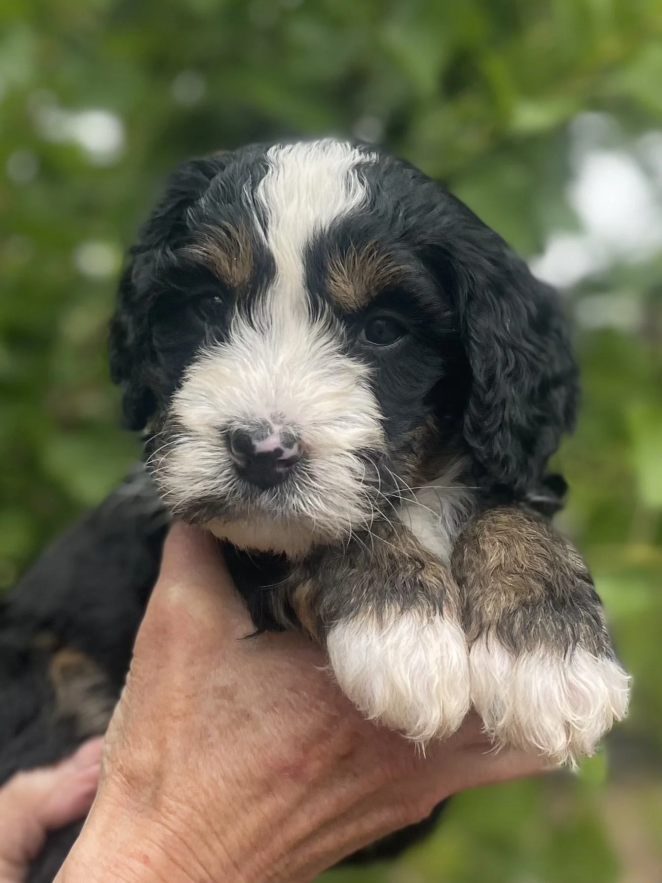 SOLD - female