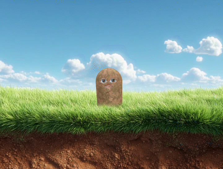 Potato in a grassy field