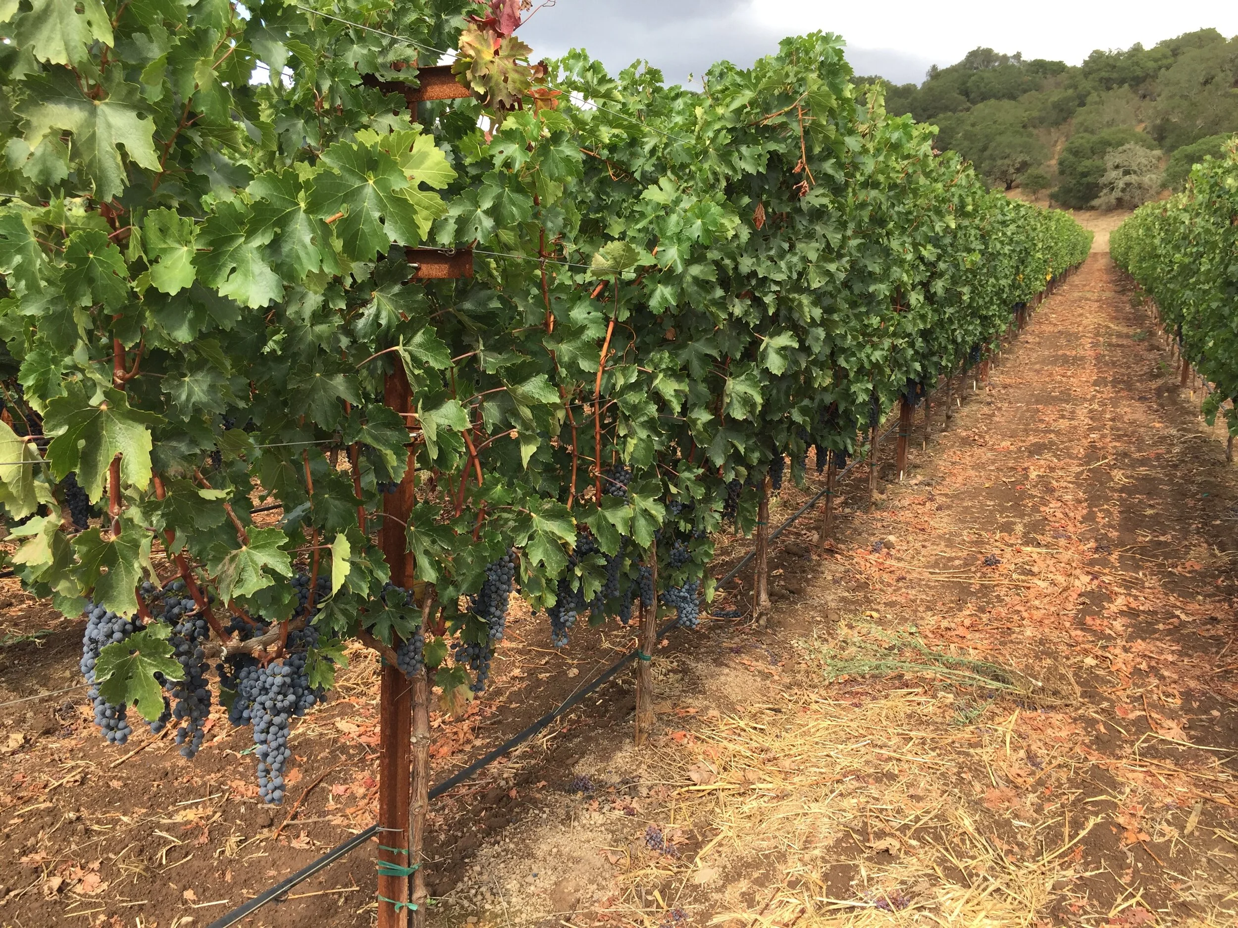 Our Story — Wine Vault Napa Valley Wine Storage