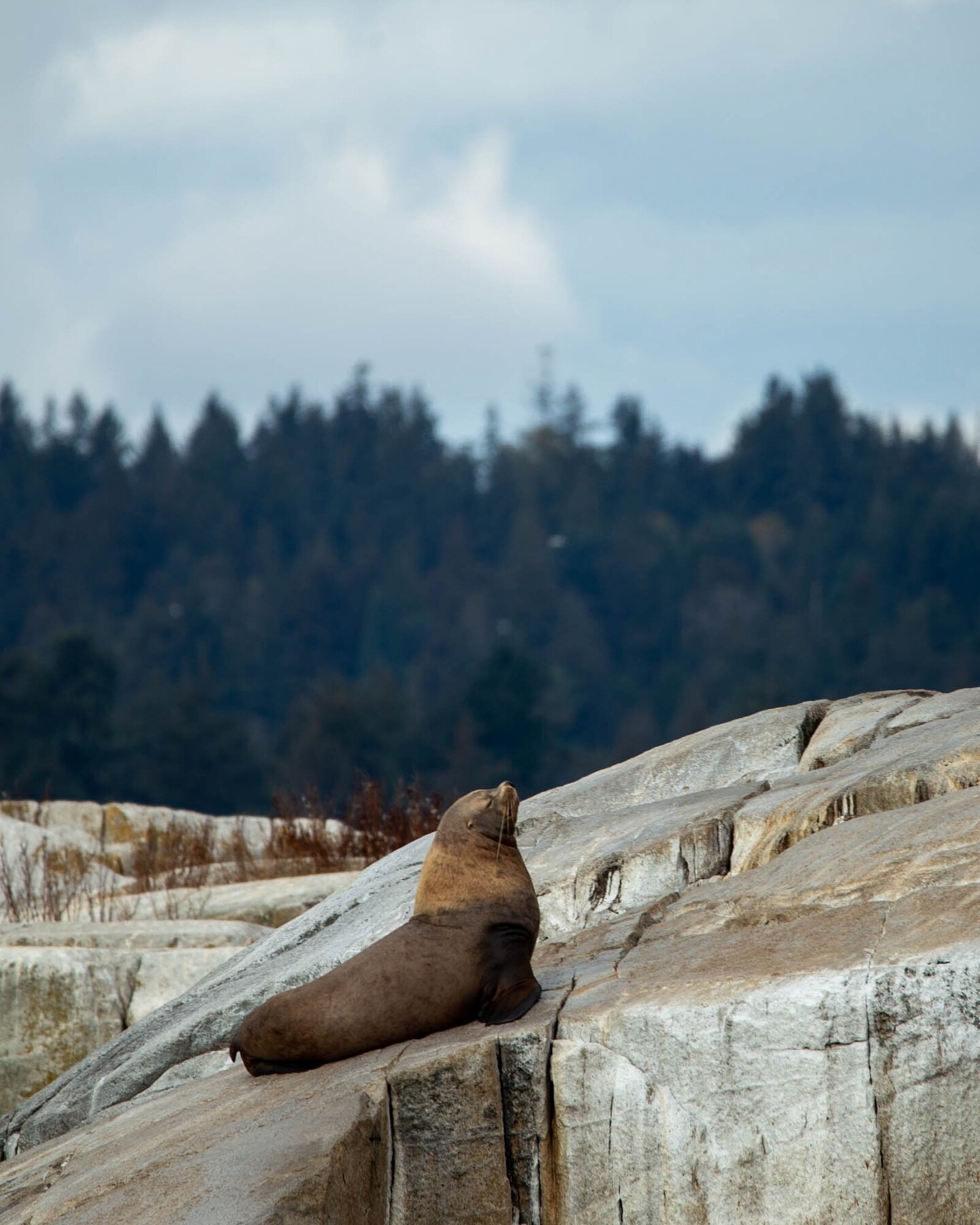 A steller sea lion resting on a small islet near the shores of the Sunshine Coast. 🦭