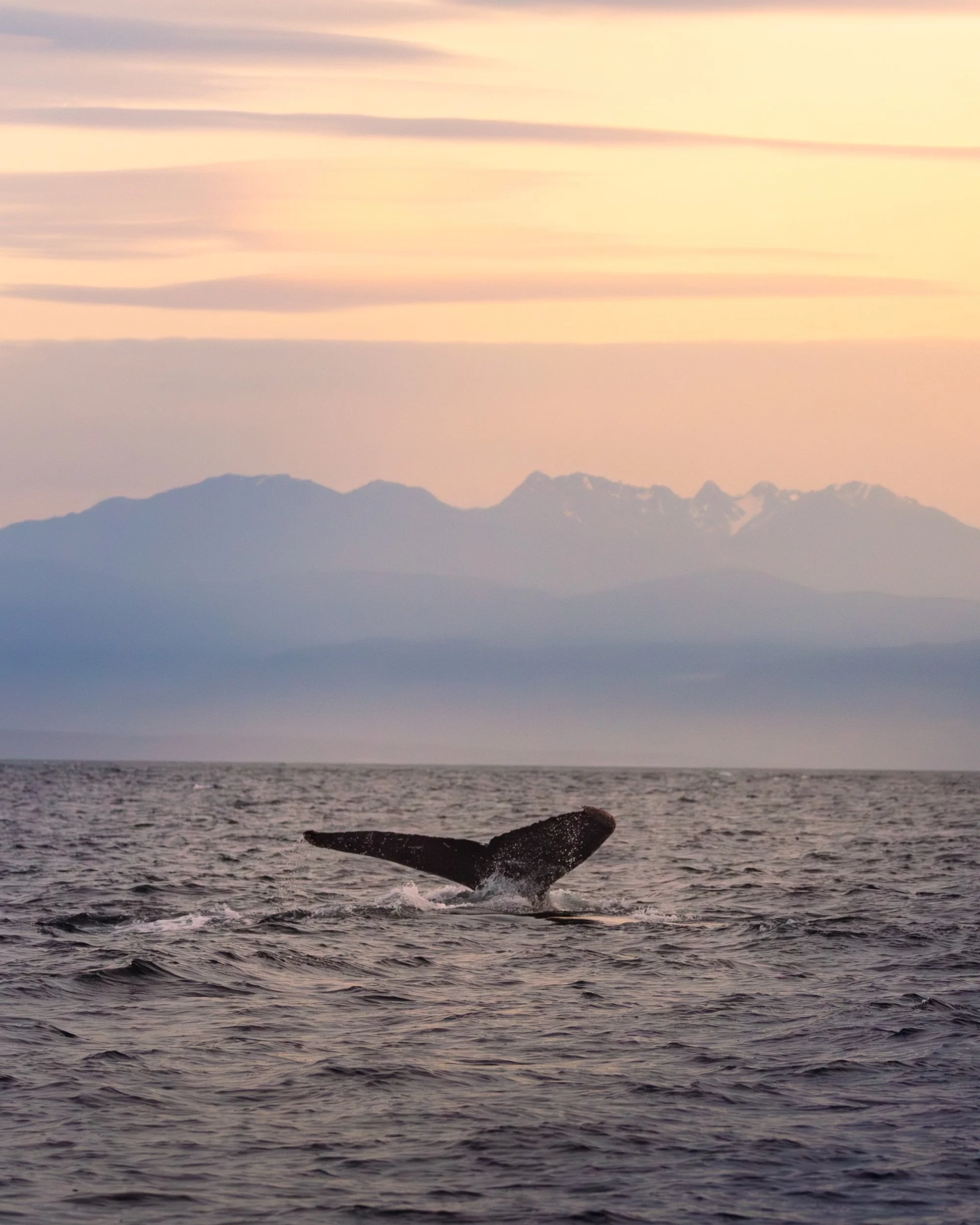 A pair of humpbacks diving together. 🐋 Humpback whales are making a comeback in the Salish Sea after being hunted to near extinction.