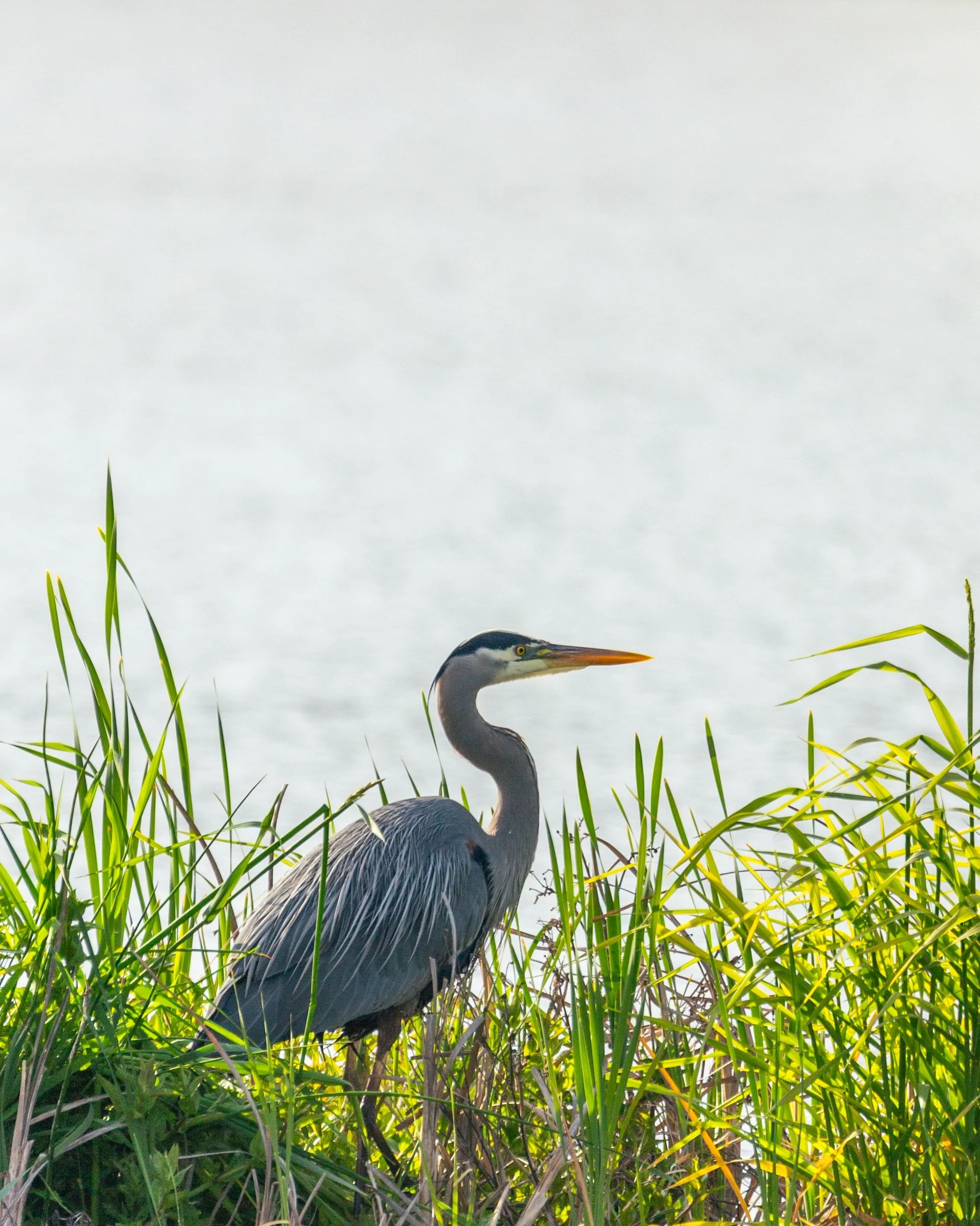 Still one moment, gone the next. That&rsquo;s a great blue heron for you.

&mdash;
#bcbirds #birdphotography #wildlifephotography