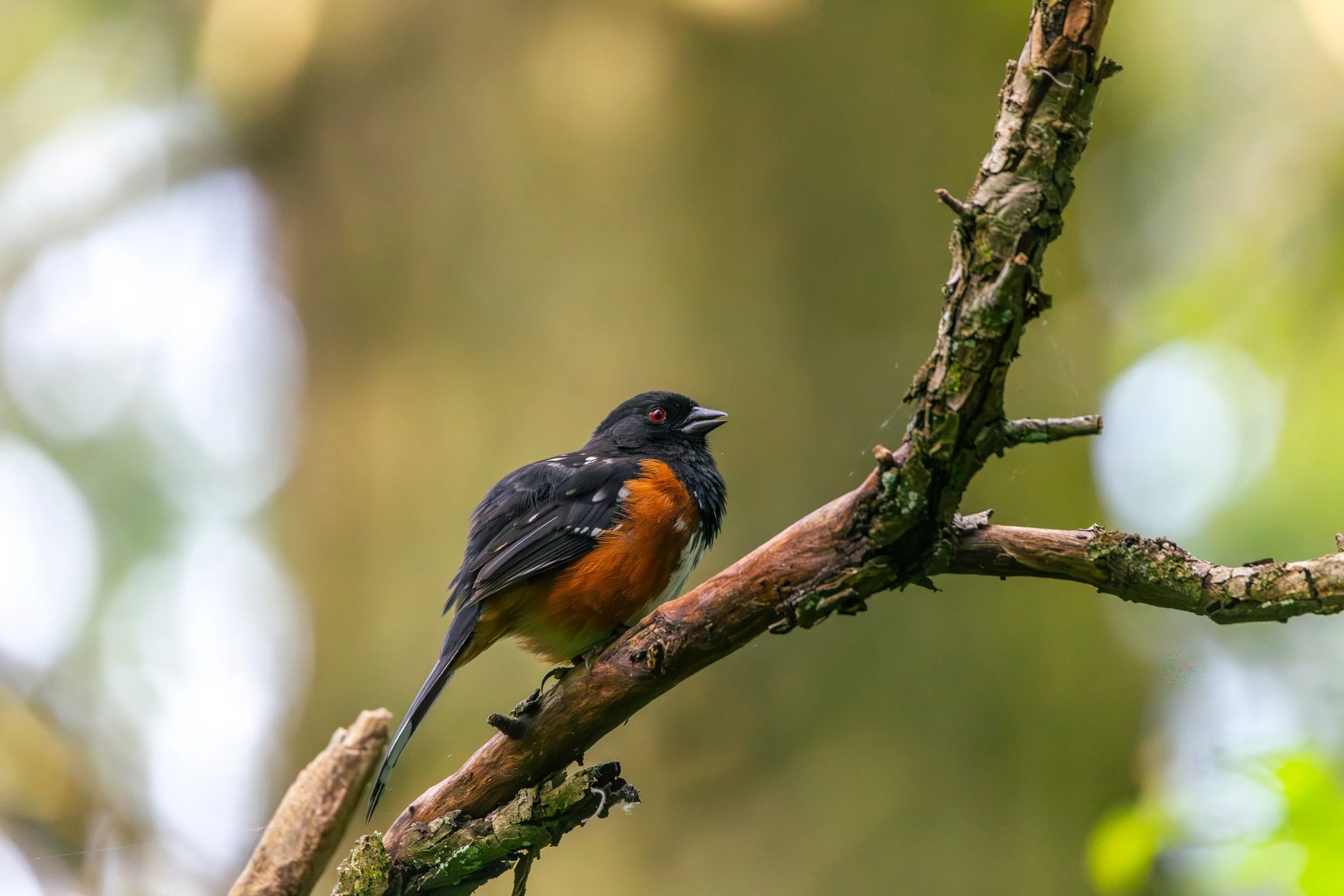 The spotted towhees were very active this morning.

&mdash;
#bcbirds #birdphotography #wildlifephotography