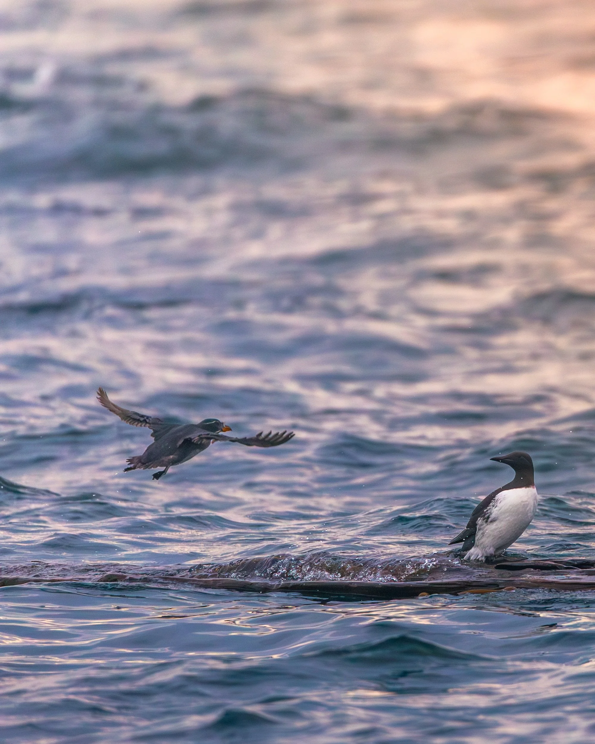 A common murre and a few rhinoceros auklets sharing a log in the Salish Sea. These two species can often be seen hanging out together off the BC coast, foraging in the same mixed flocks and targeting the same prey like sandlance and herring. They mak