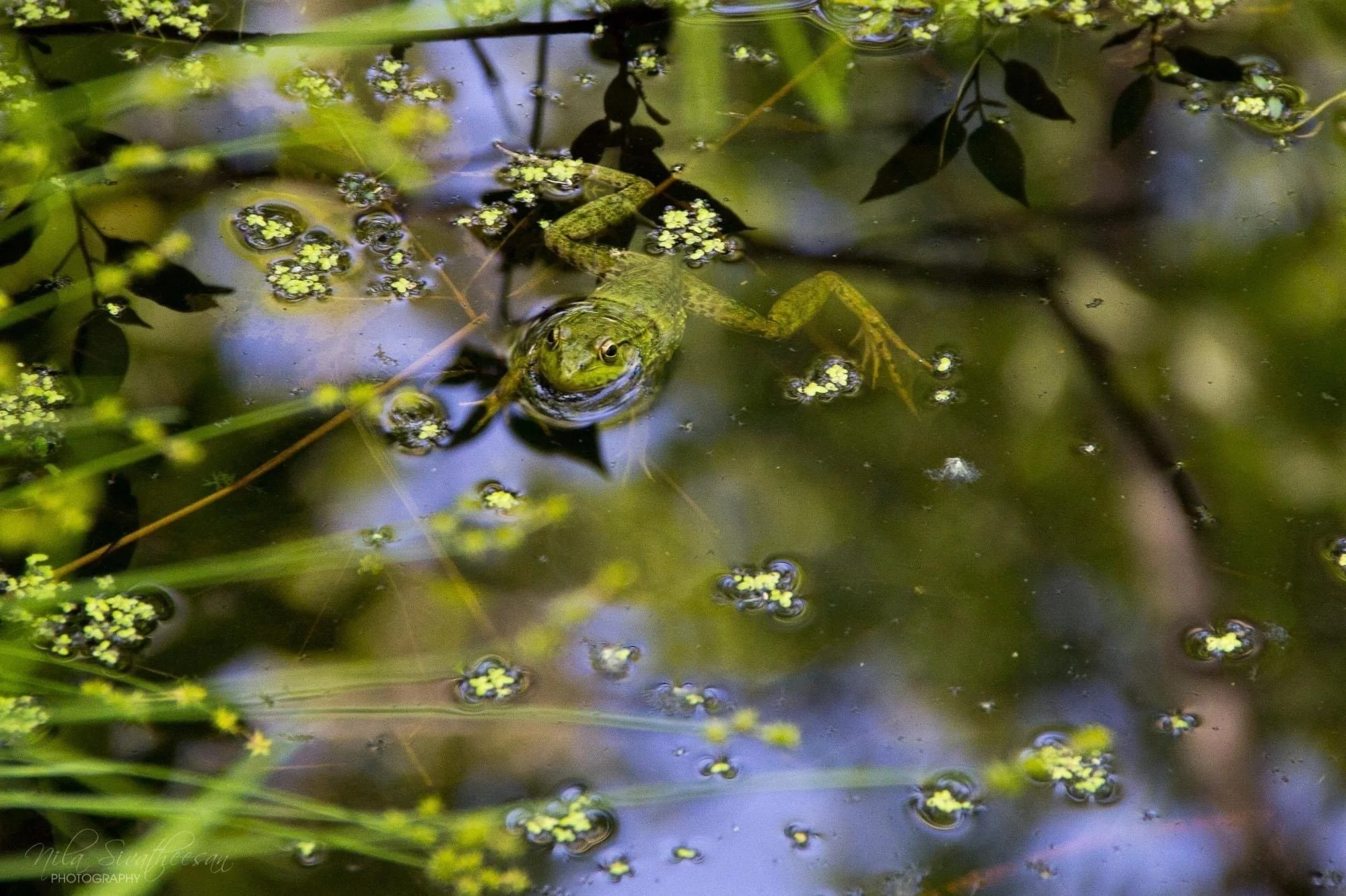 🐸 Just because green frogs are common, doesn&rsquo;t mean they&rsquo;re unimportant. They&rsquo;re a key indicator of wetland health. If the frogs are there, the ecosystem is usually doing something right.