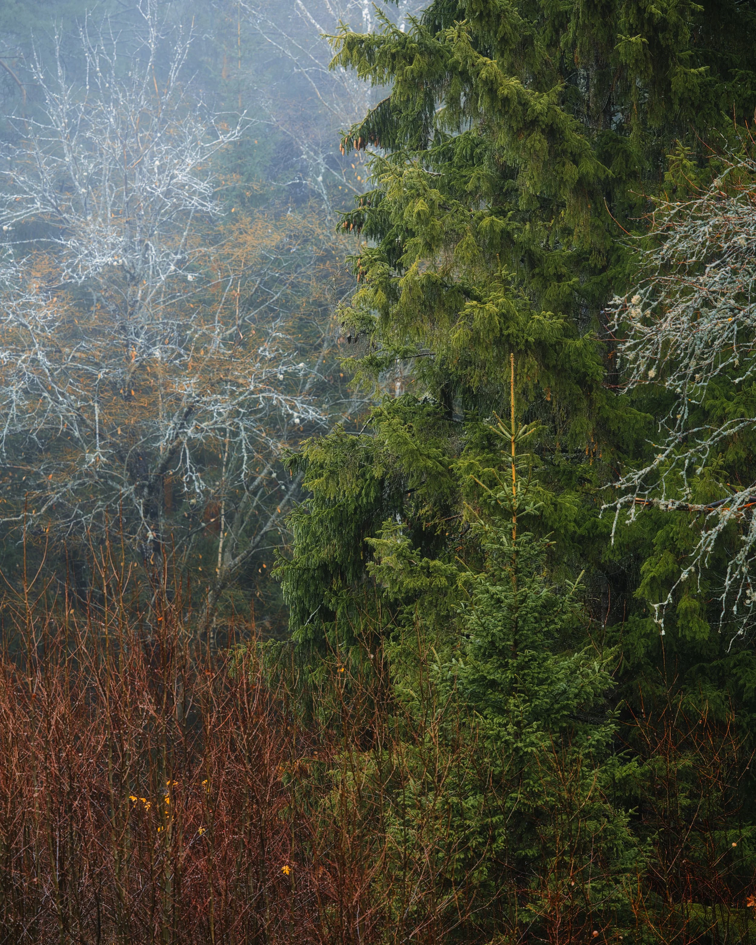 B0018836 Bush Firs and Others