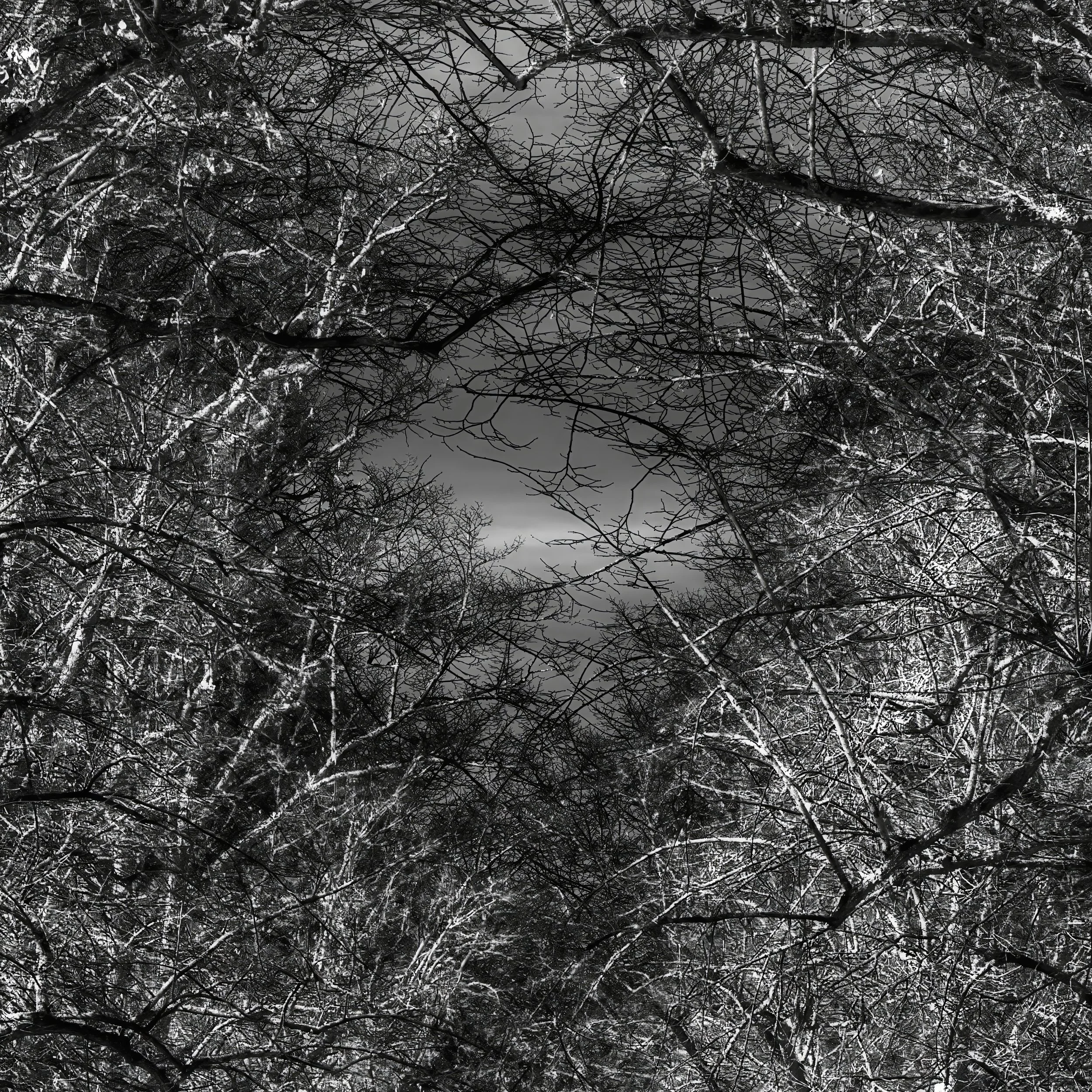 B0003440 Through Tree Crowns