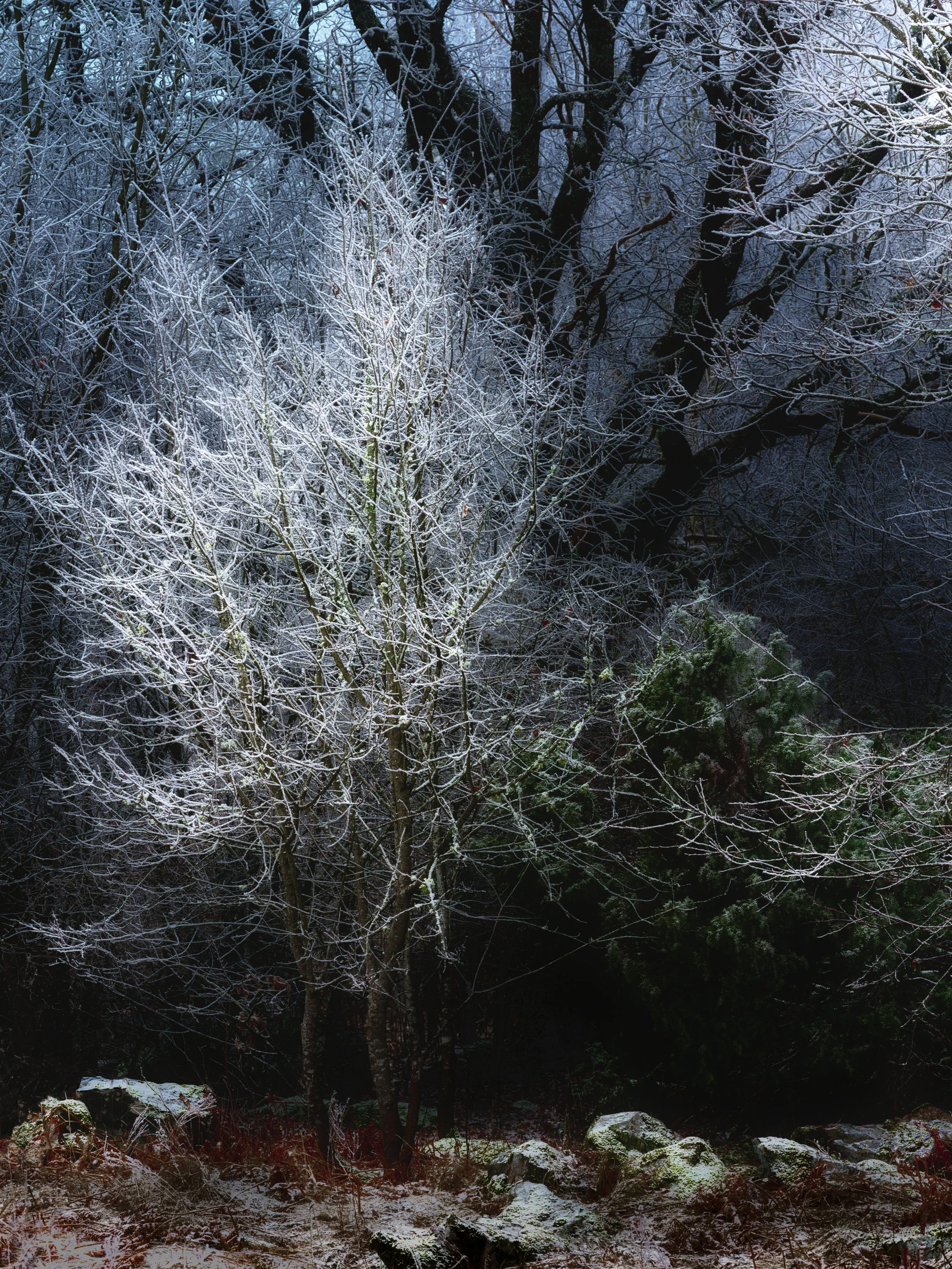 B0035414_2 Little White Tree and Blue