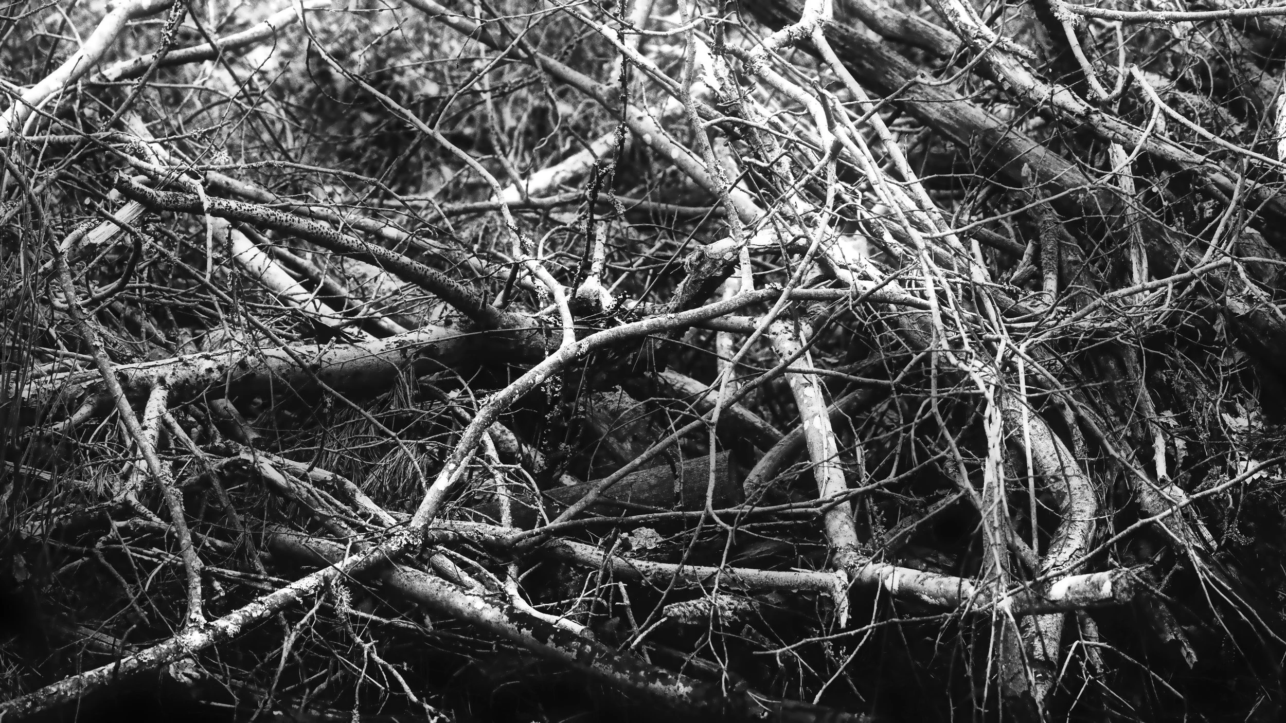 B0002779 Brushwood
