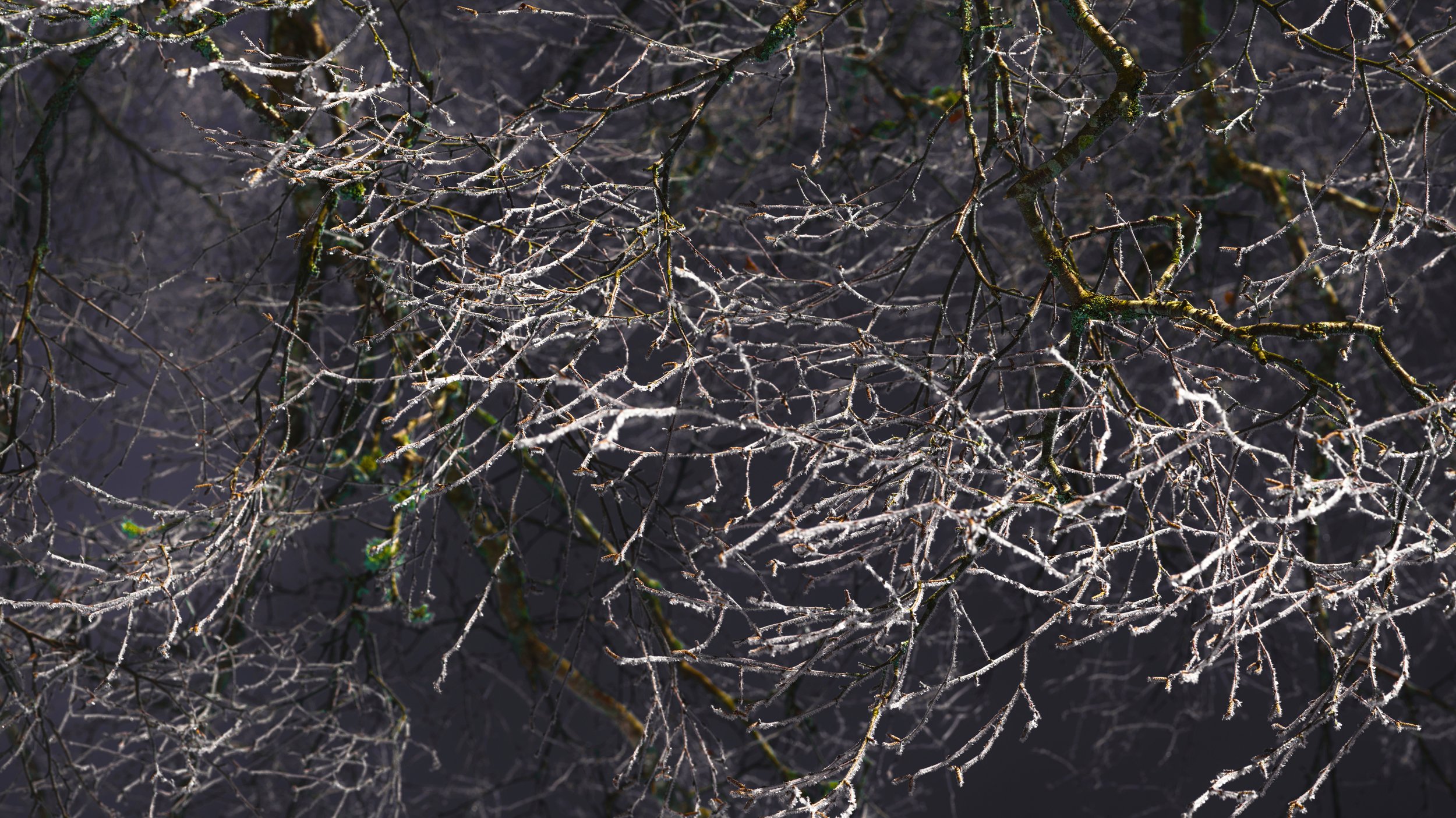B0002493 Through Frosted Twigs Pattern 1