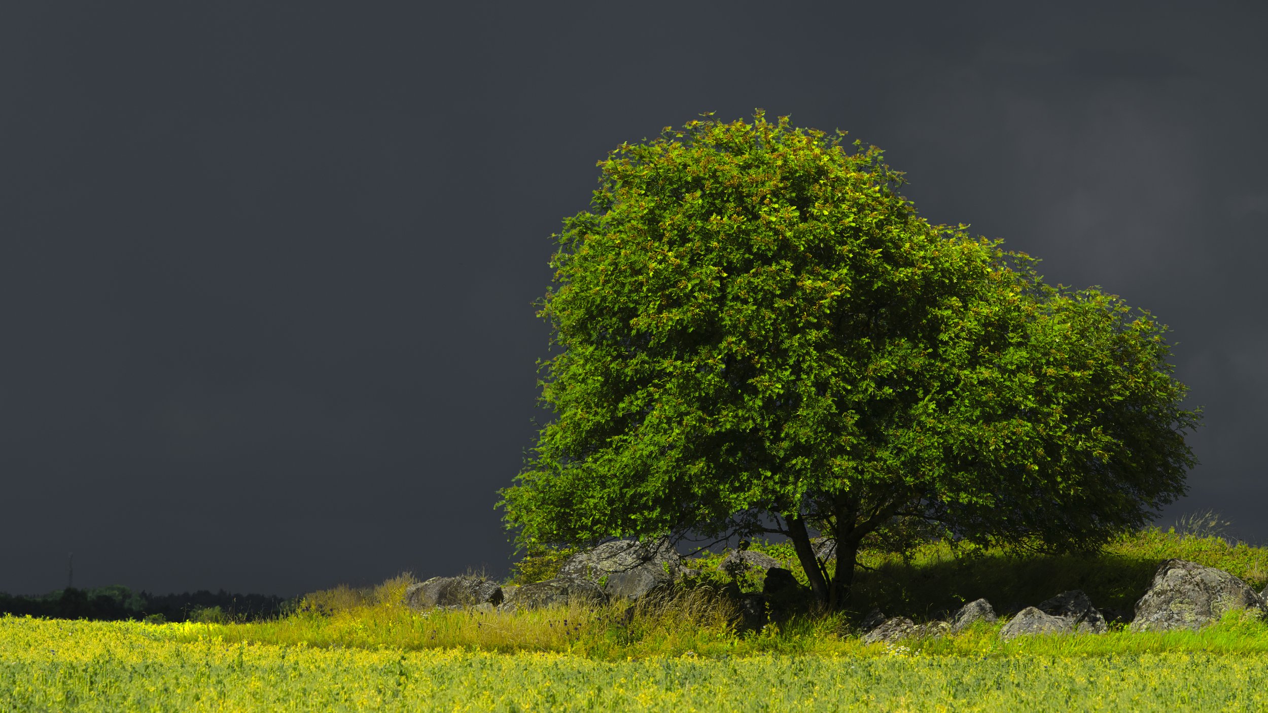 B0012155 Solid Sky and Rowan Tree