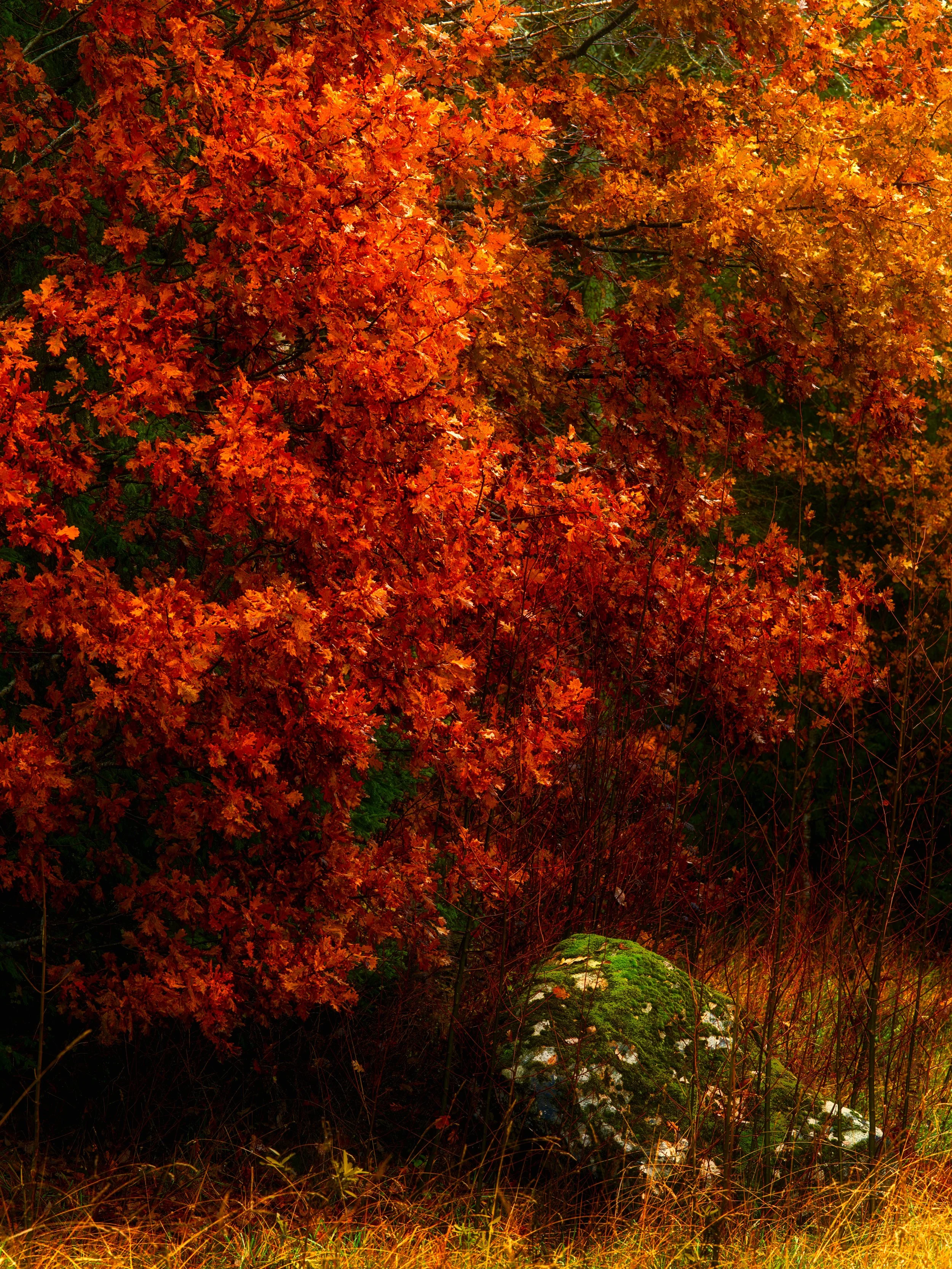 B0018761 Oak and Stone