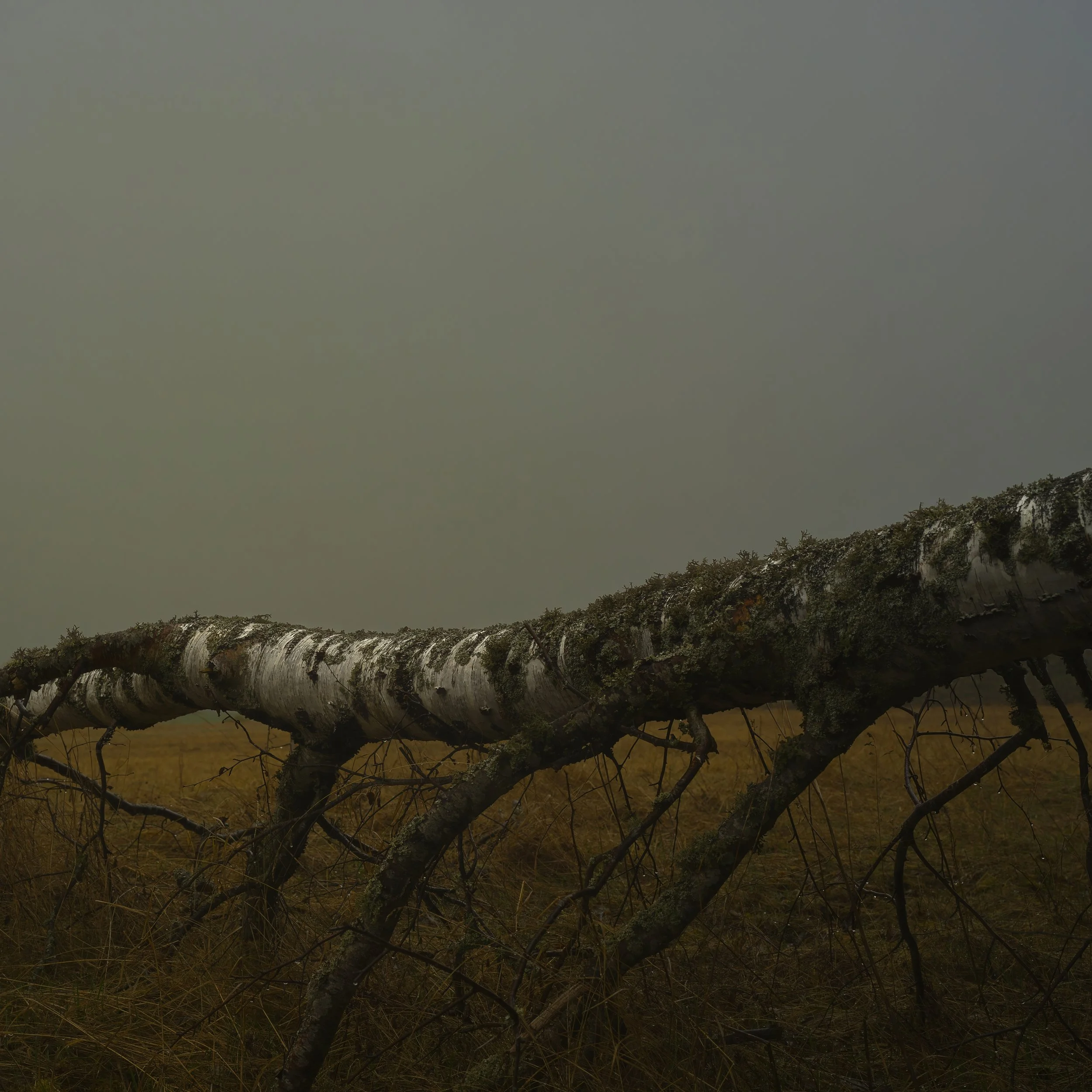 B0003865 Tree Dividing Sky from ground
