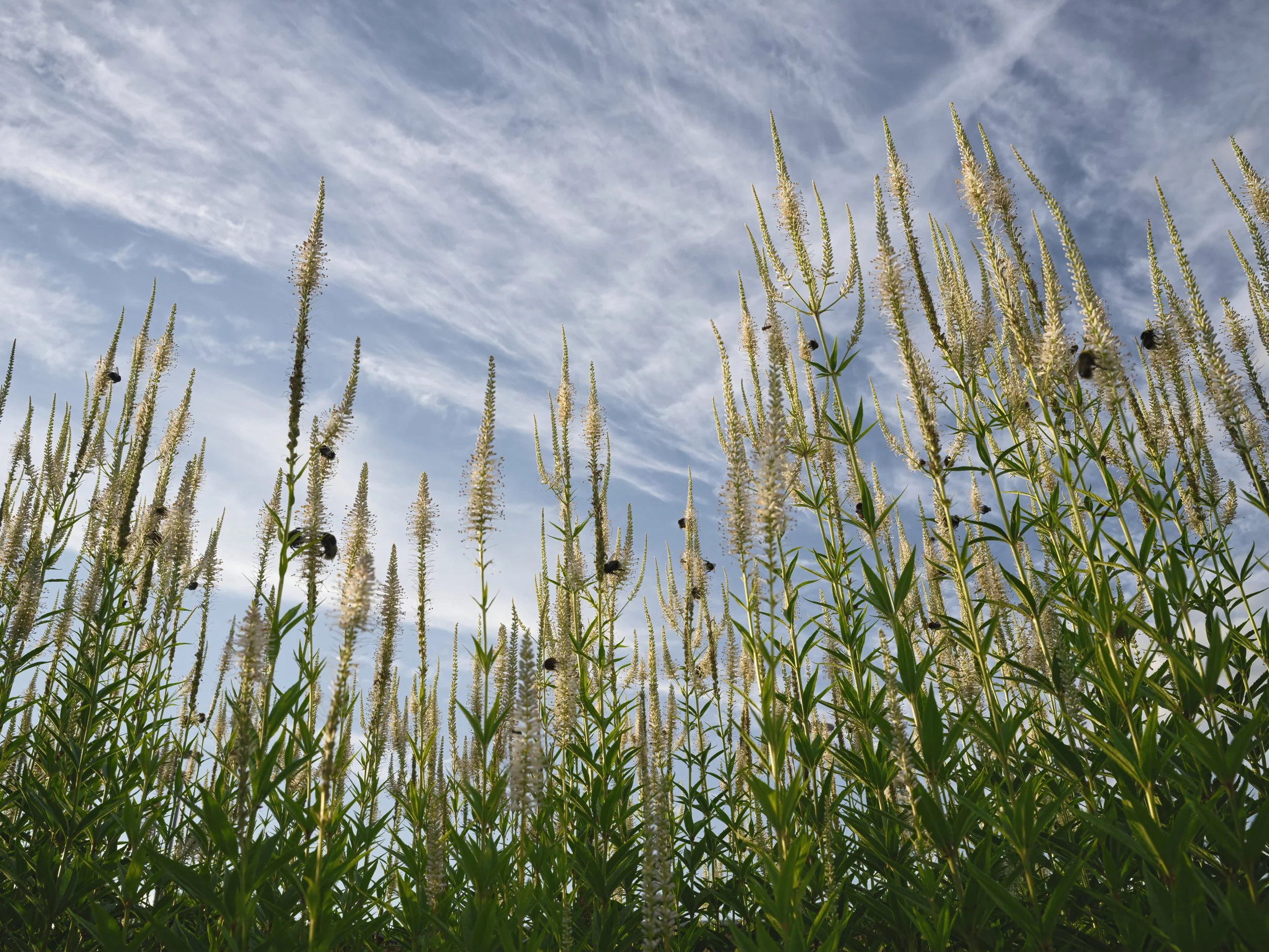 B0043334 Preview.jpg