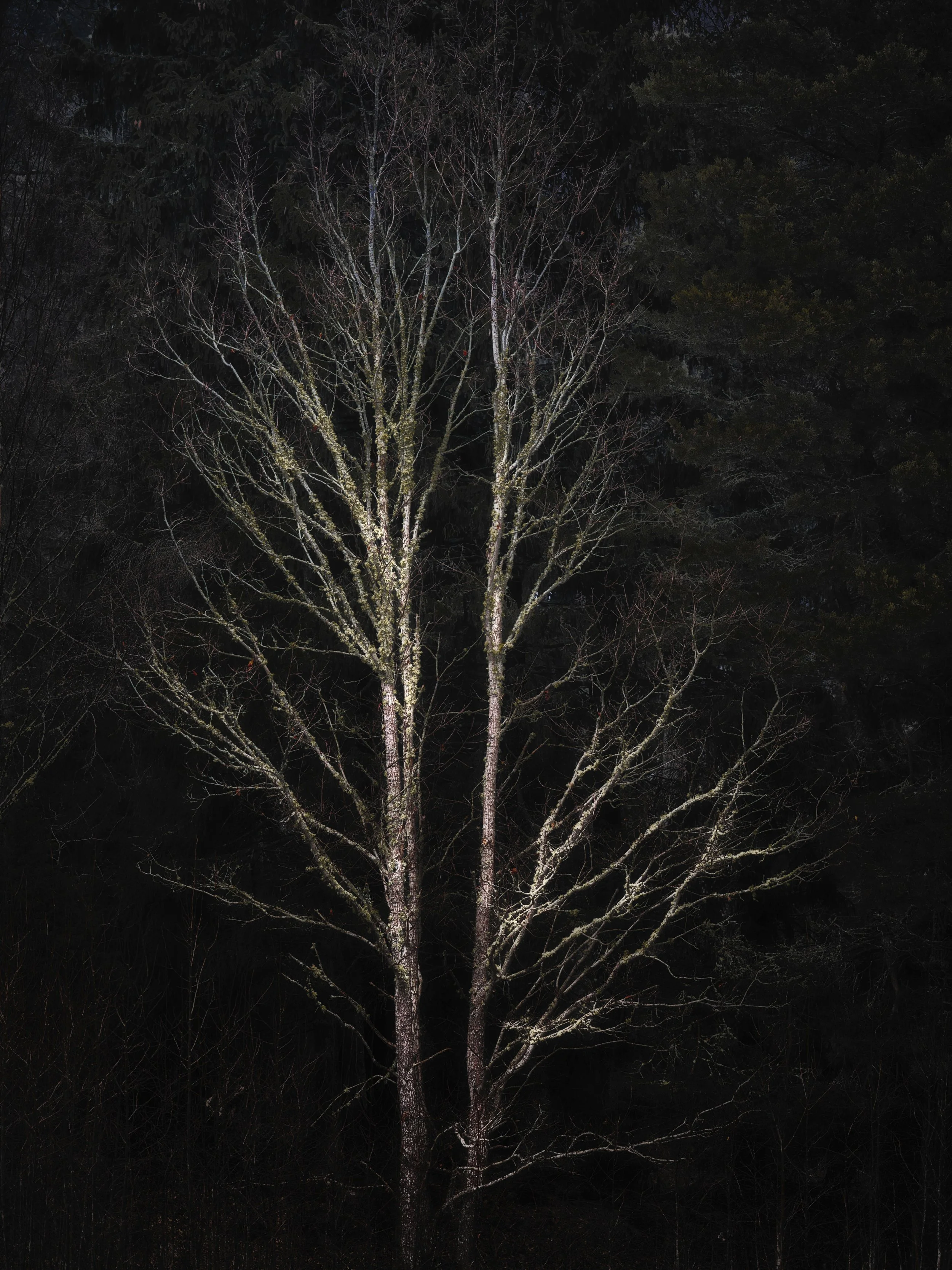 B0035568 White Tree Amid Darkness 