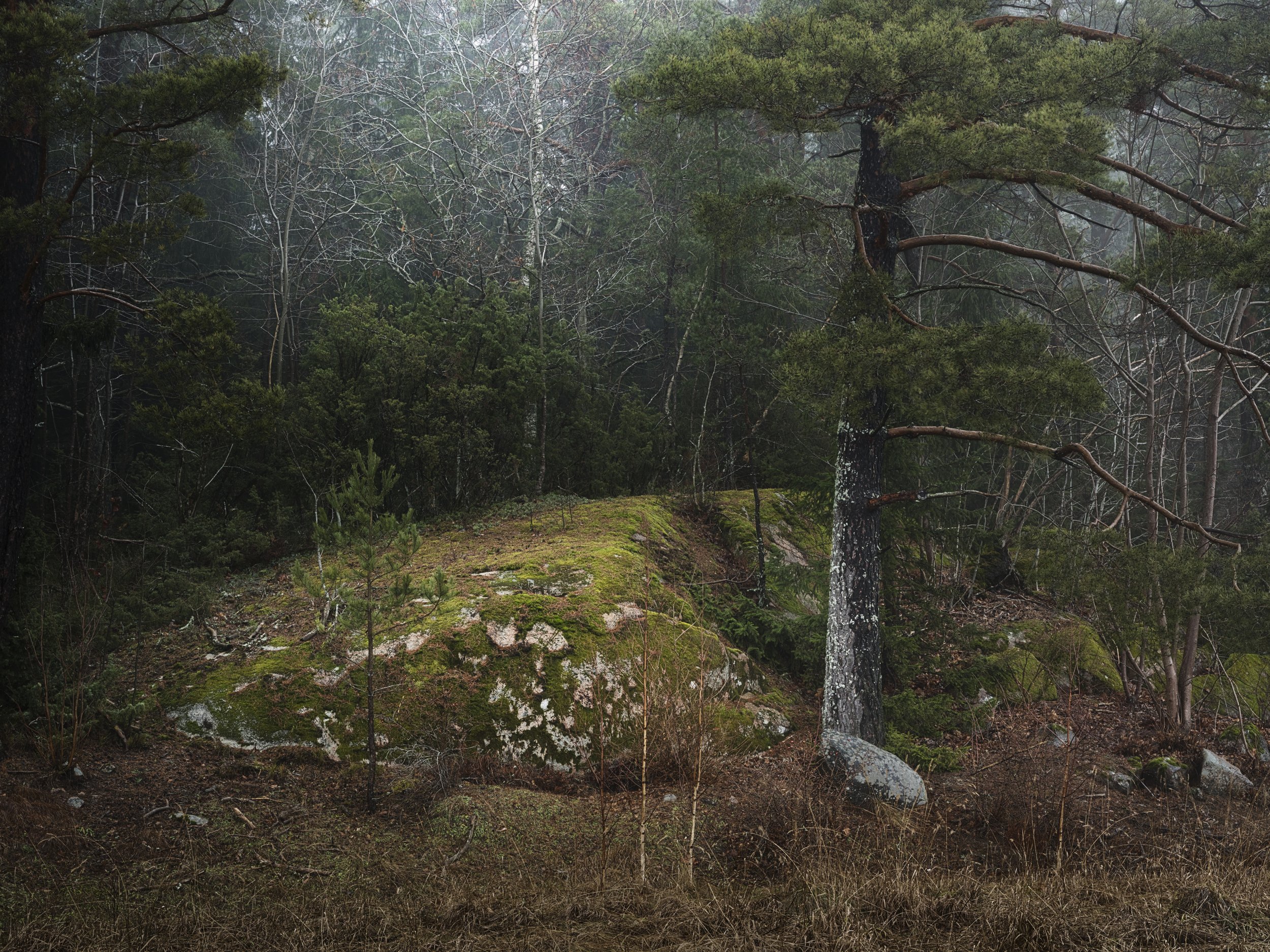 B0034914-2 Moss Covered Stone and Pine