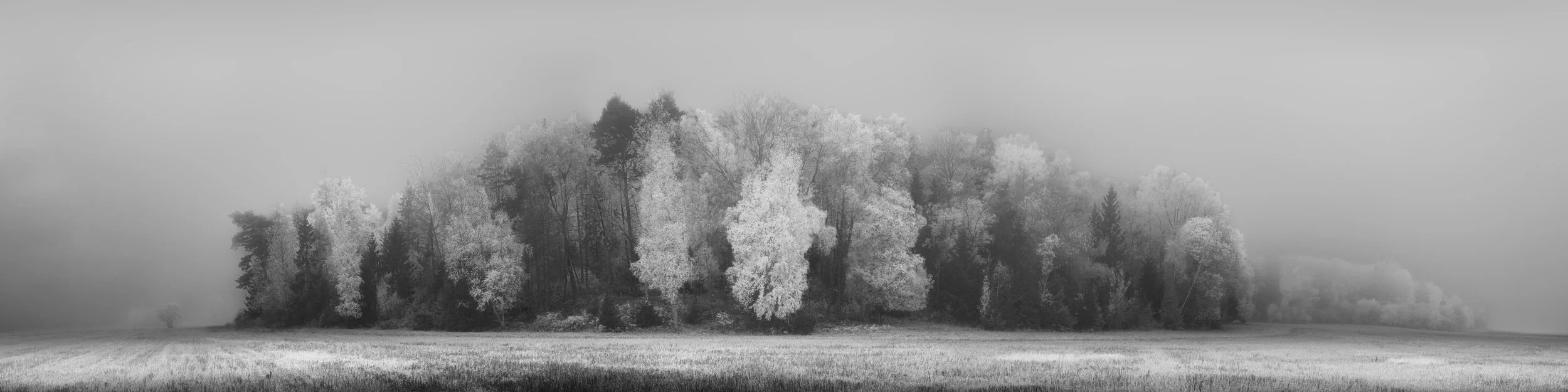 B0032267_2 Forest Front Emerging Through Fog