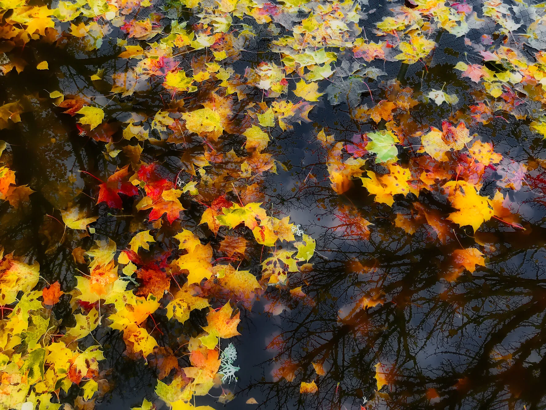 Bälinge hämtad 2019-11-25 02-denoise-denoise_DxO_Luminar.jpeg