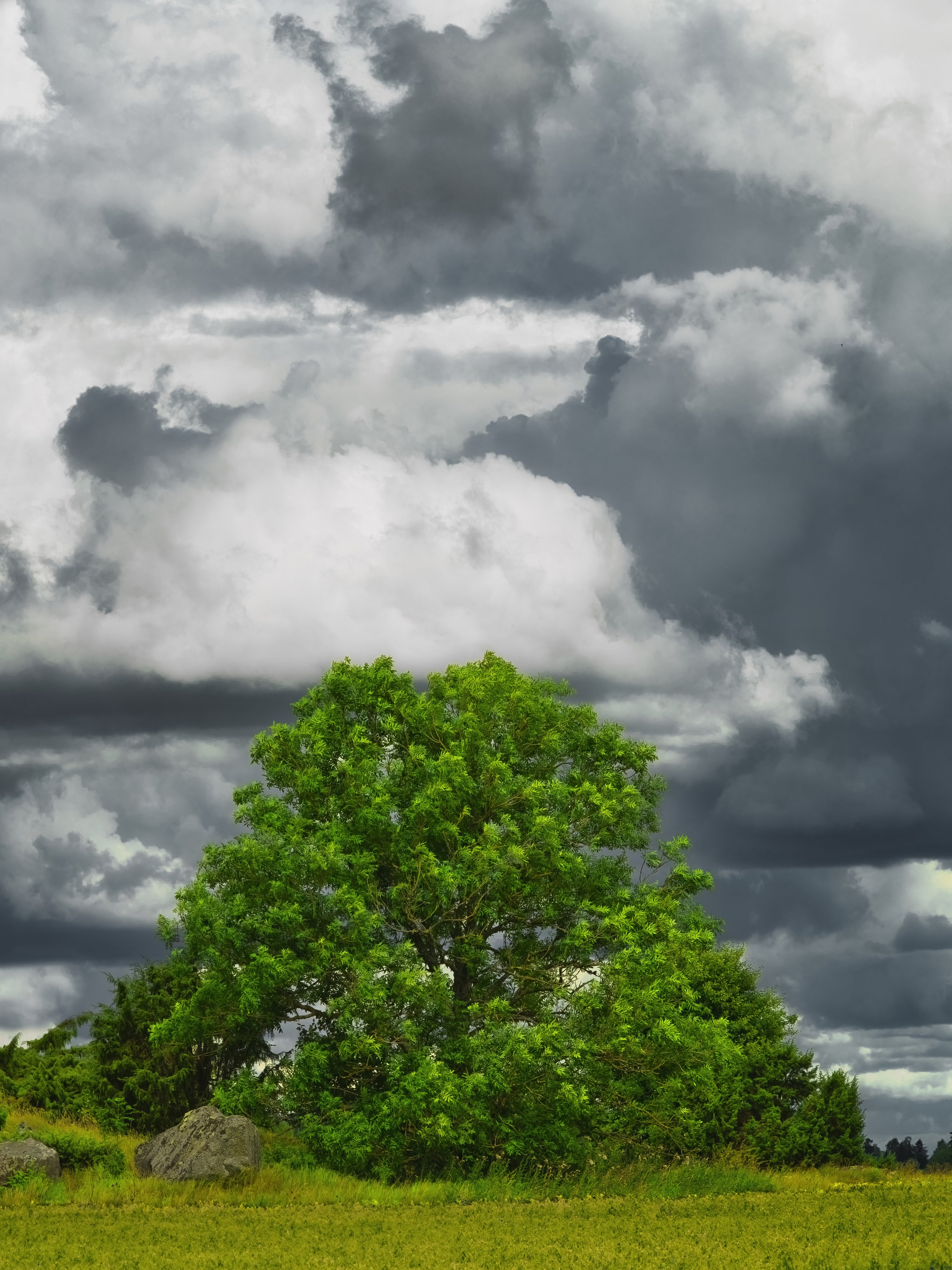 B0012151 Rowan Tree and Matching Couds