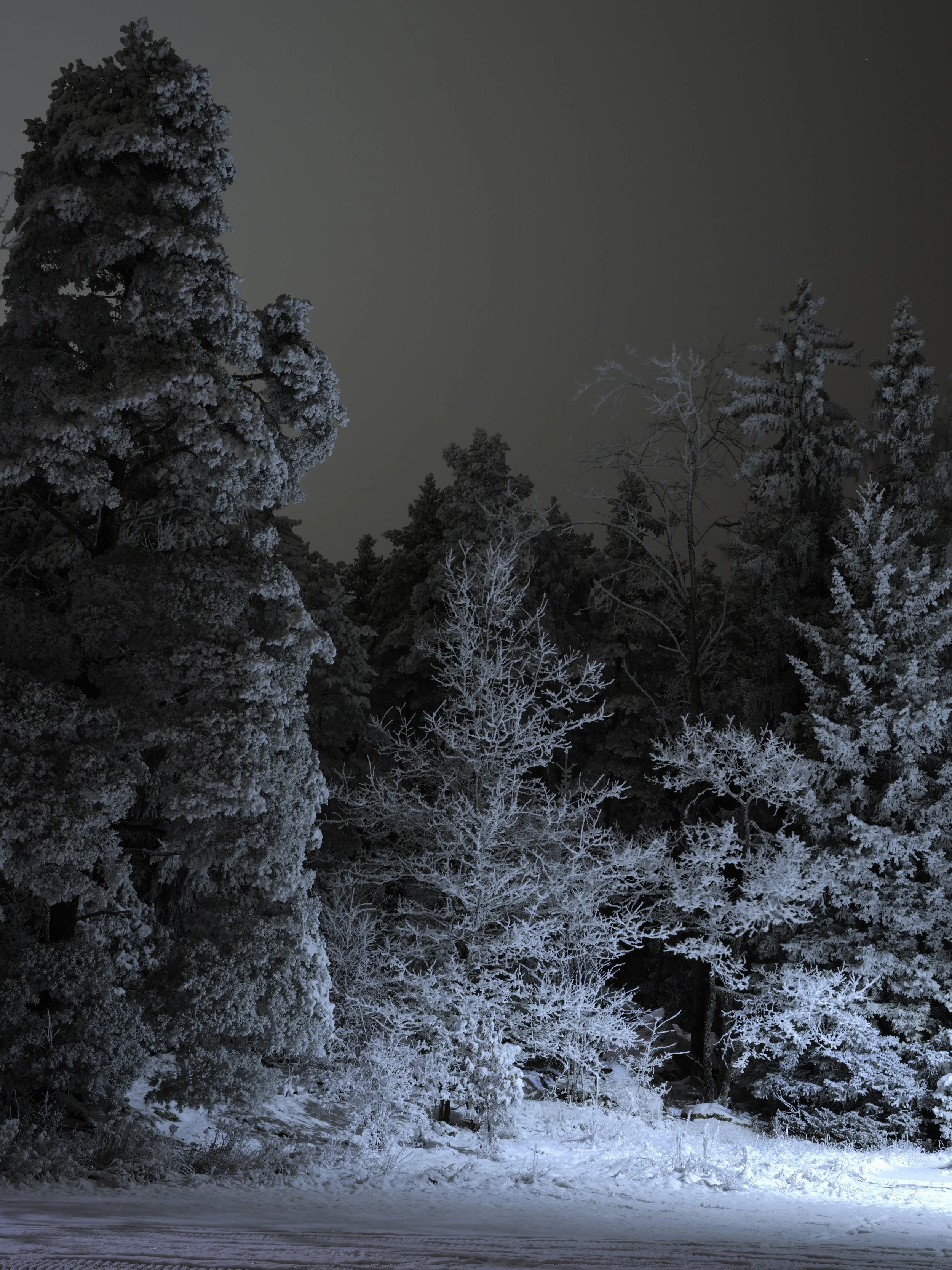 B0000950 Facing Trees