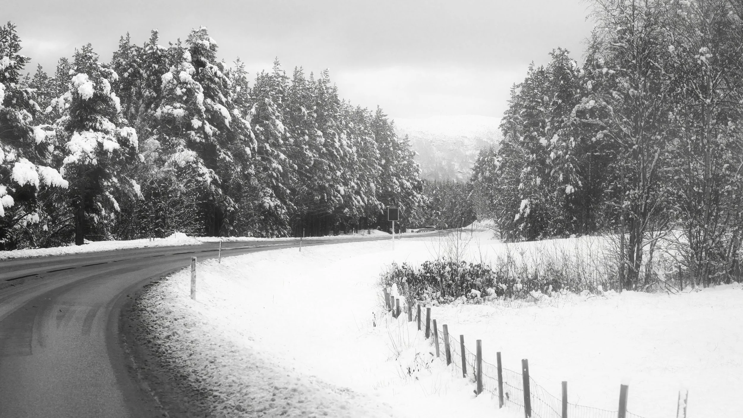 B0018479 Across Curve at Snow Covered Firs