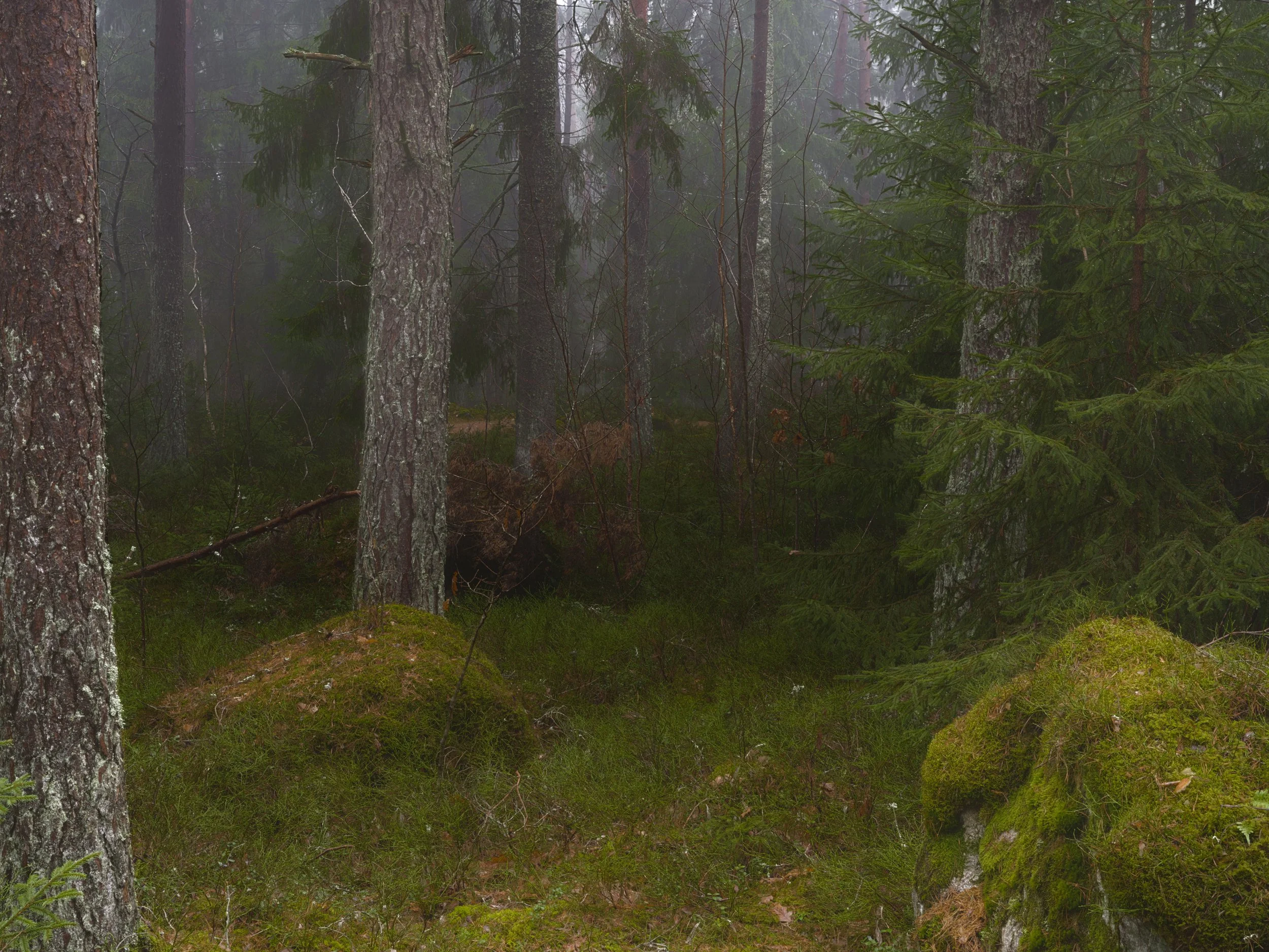 B0035009 Moss and Stones