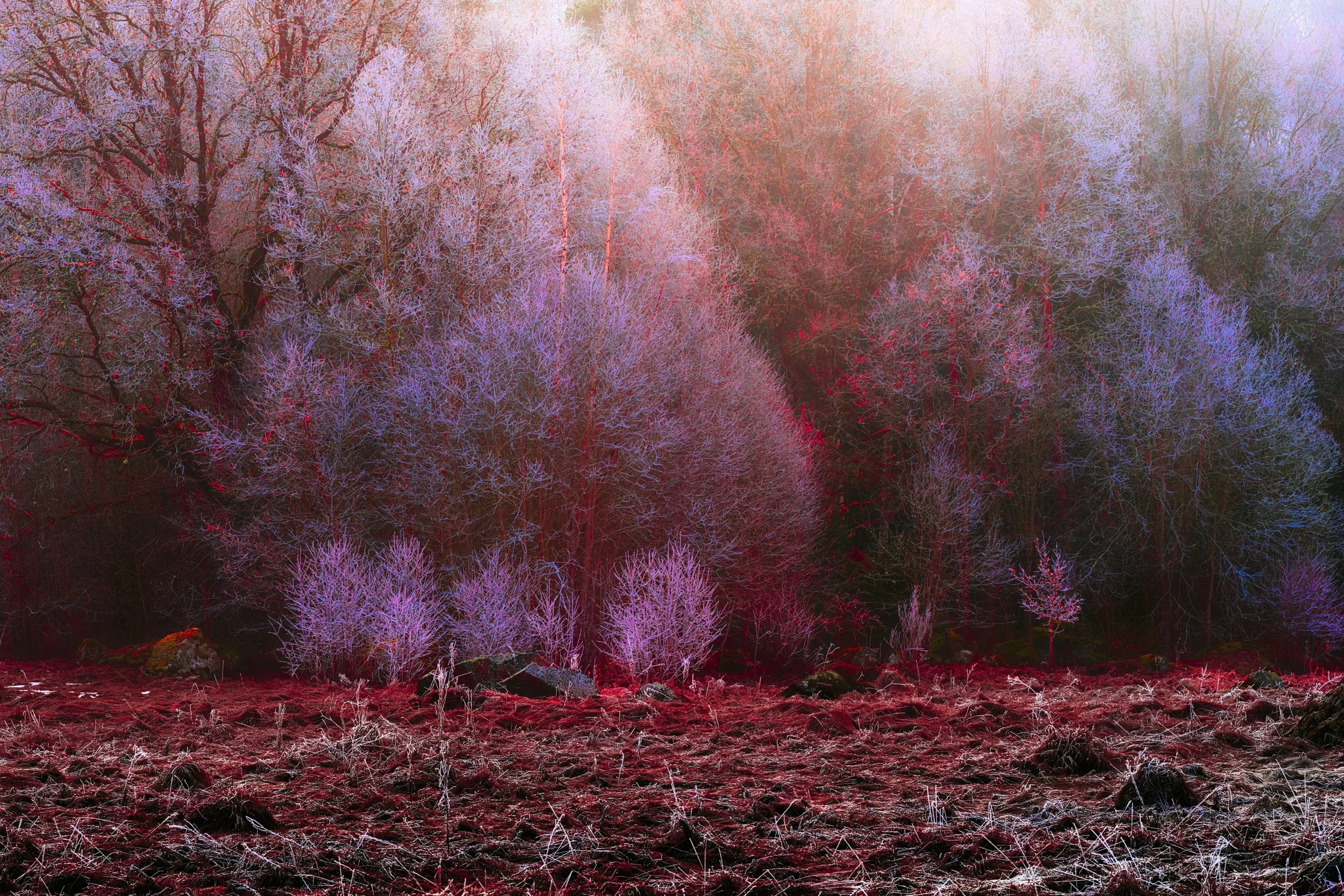 B0027166 Hairy Forest in Orange and Red