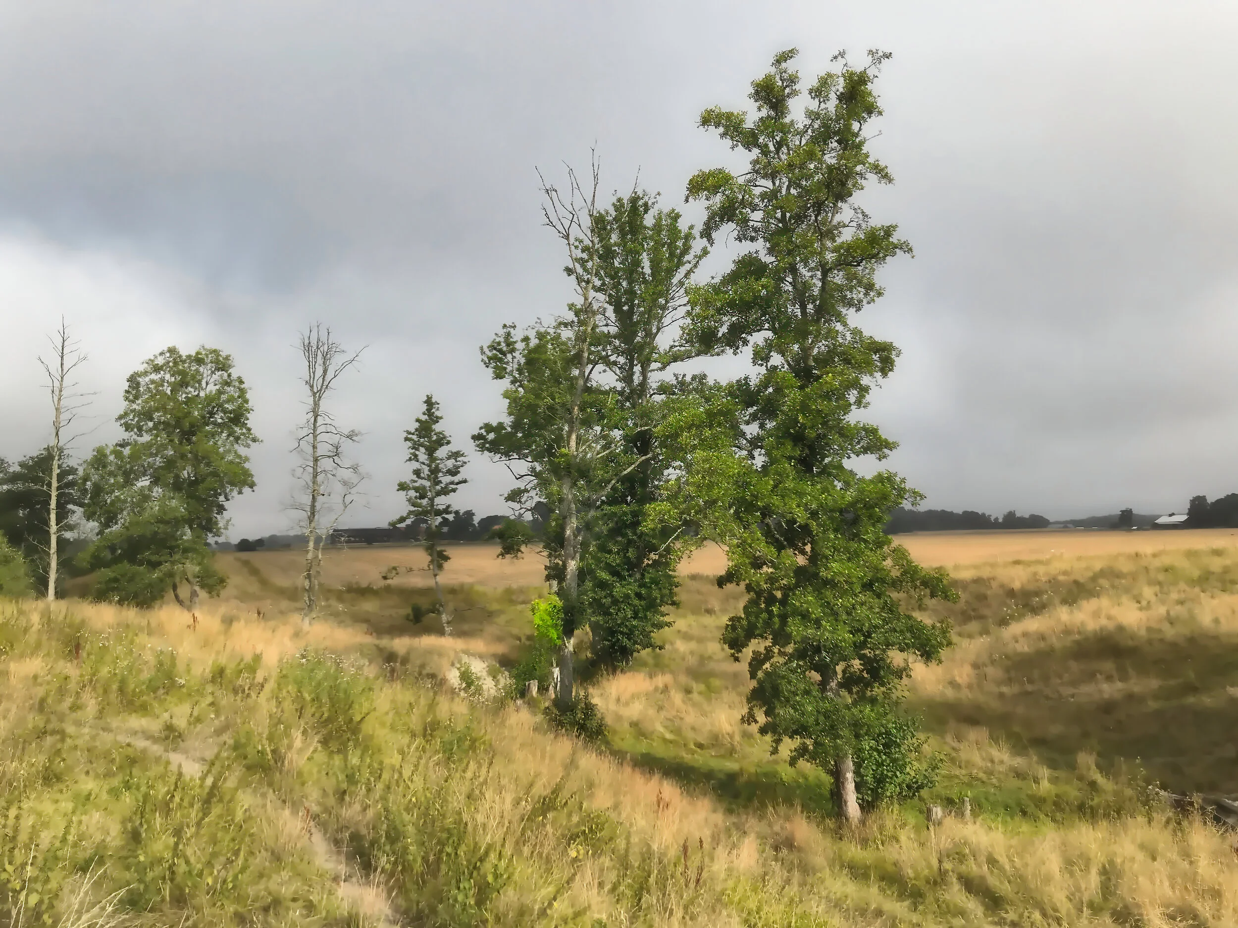 IMG_5167-denoise-denoiseLuminar 02_DxO.jpg