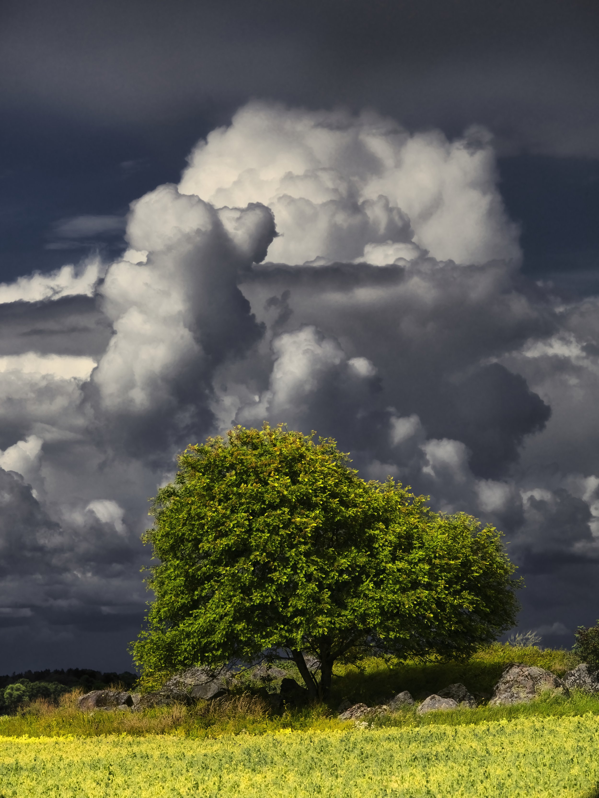 B0012194 Rowan Tree and Cloud