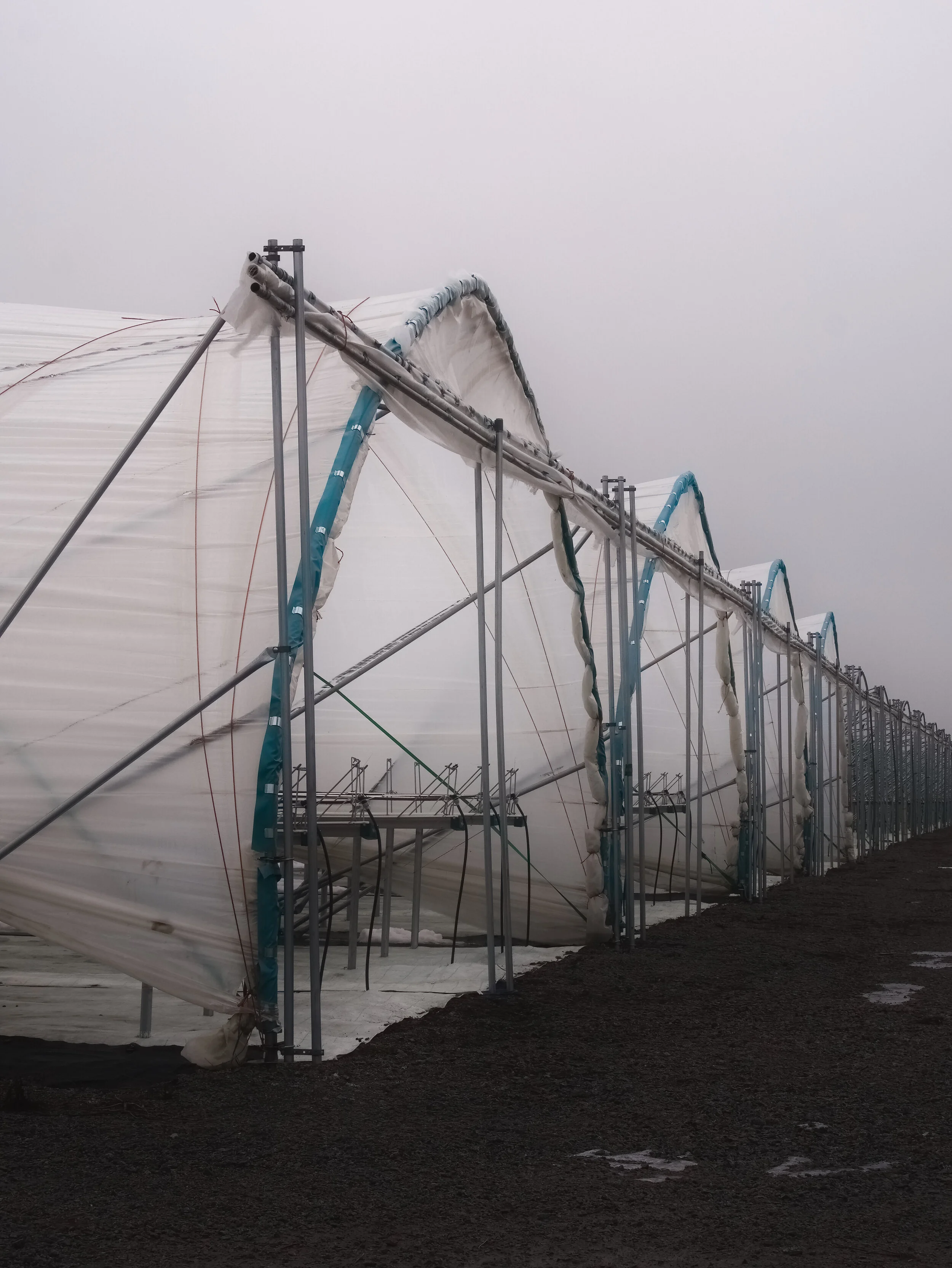 _1110622 (2)-denoise-denoise.jpg