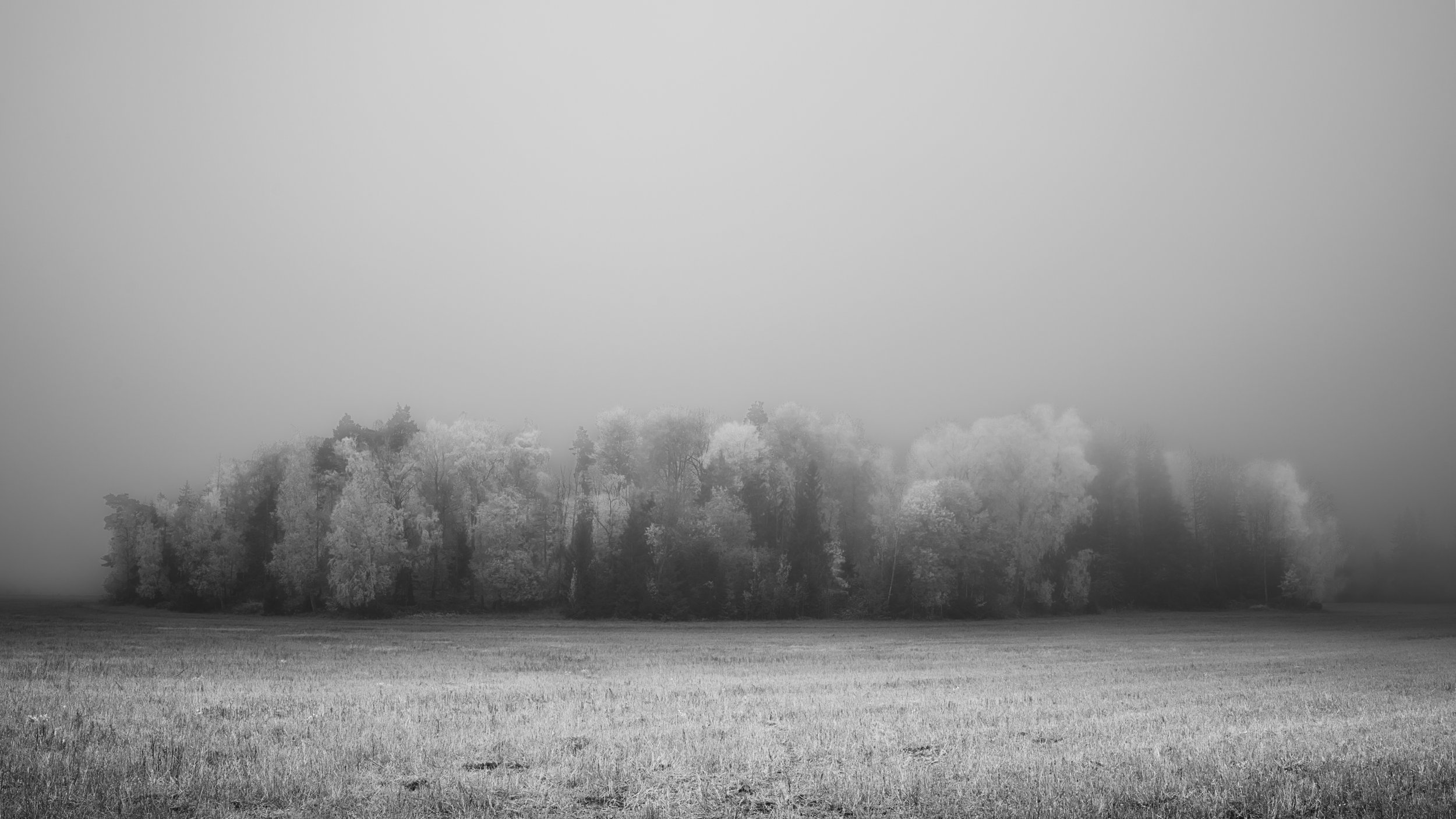 B0032281 Forest Front Inside Fog