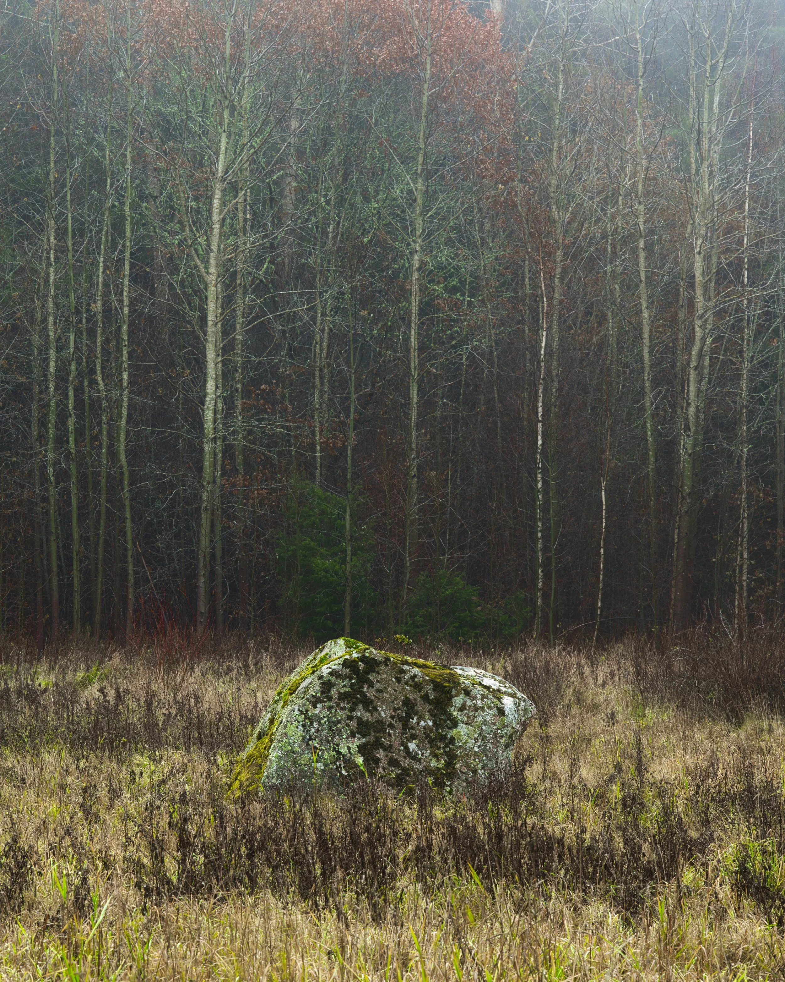 B0018878 Small Rock amid Wall of Trees