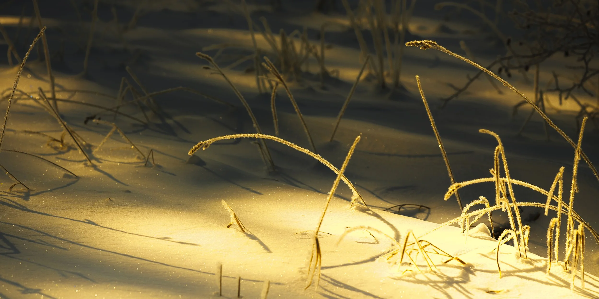 B0002635 Frosted Grass in Orange