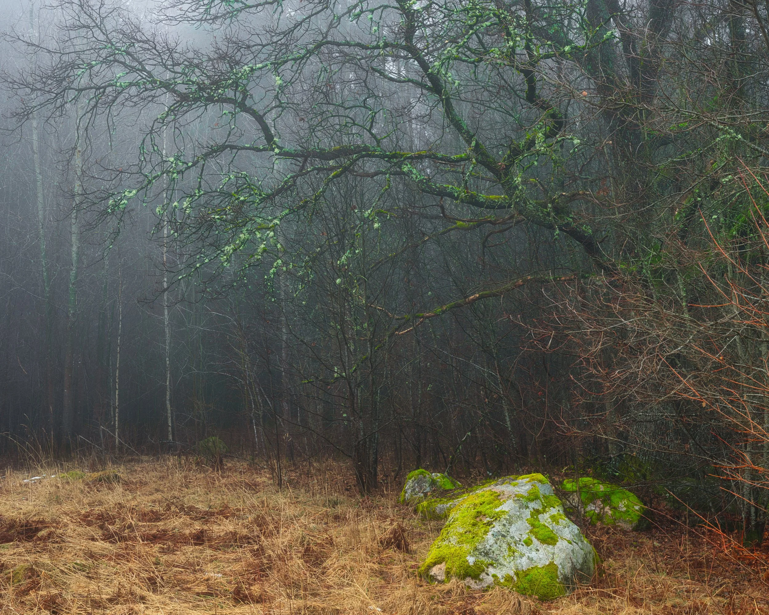 B0034991_3 Stone and Branching Tree