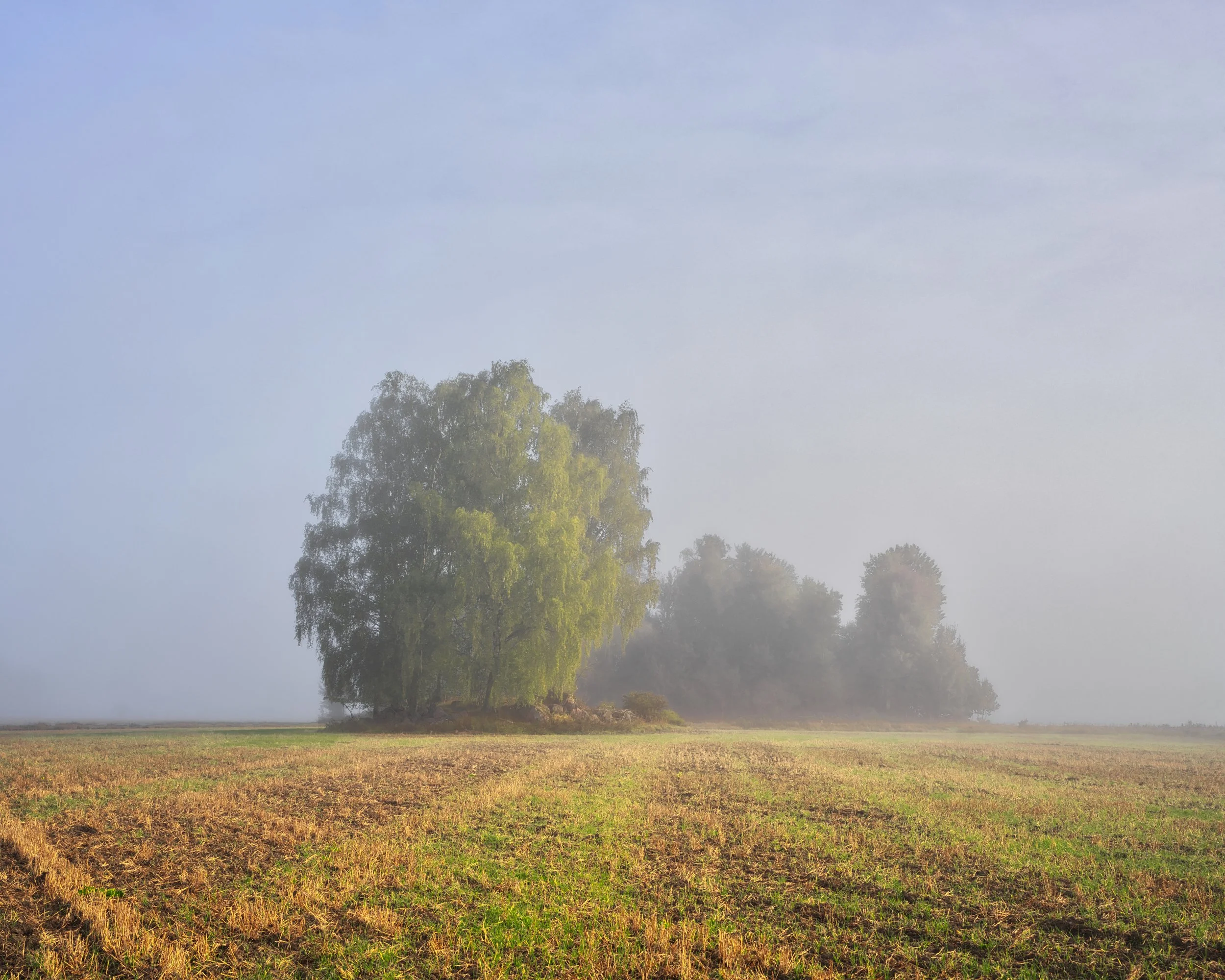 B0031633 Sunlit Field Islets in Fog