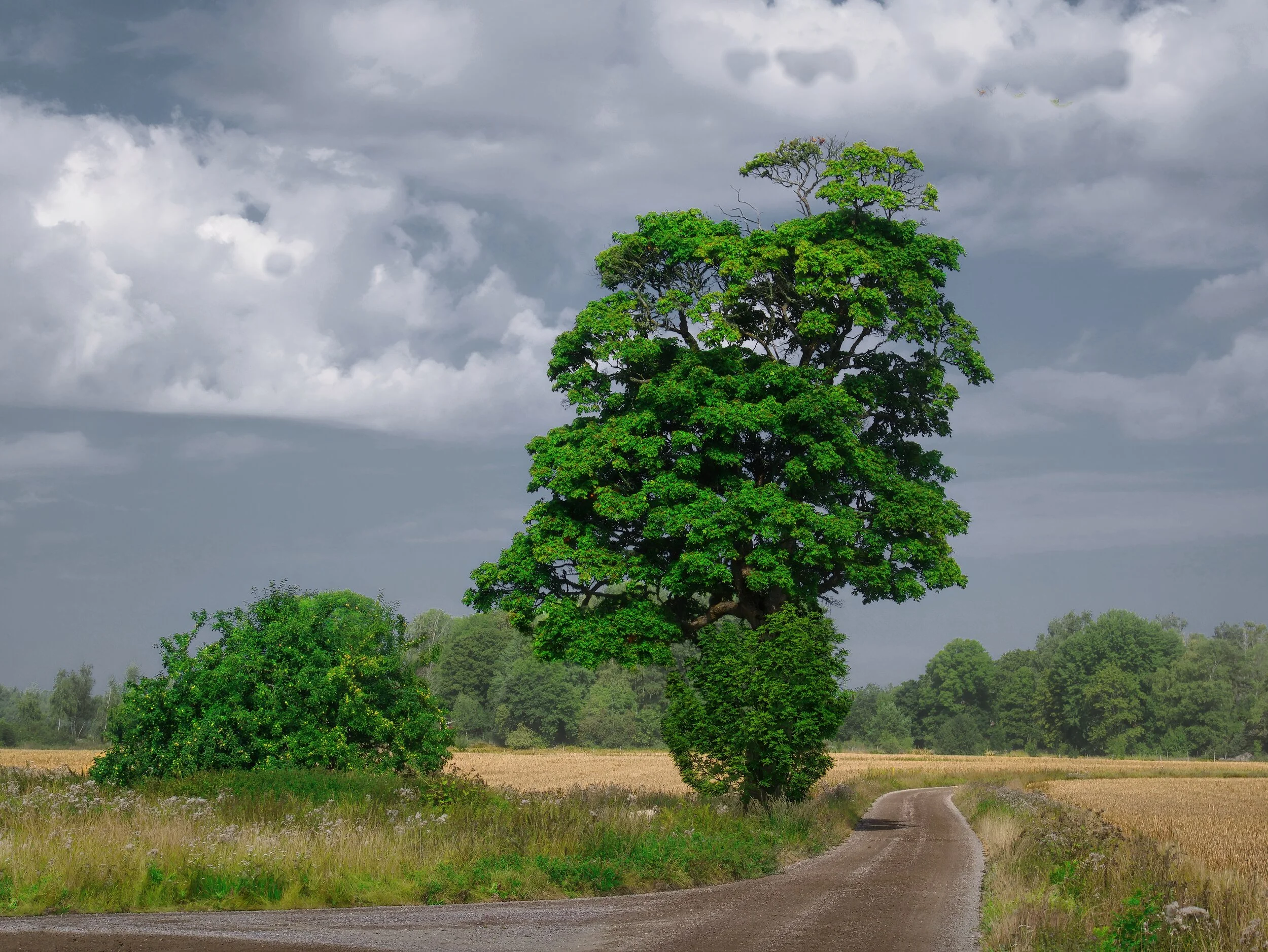 P1060284-denoise-denoise_Luminar 2_DxO.jpg