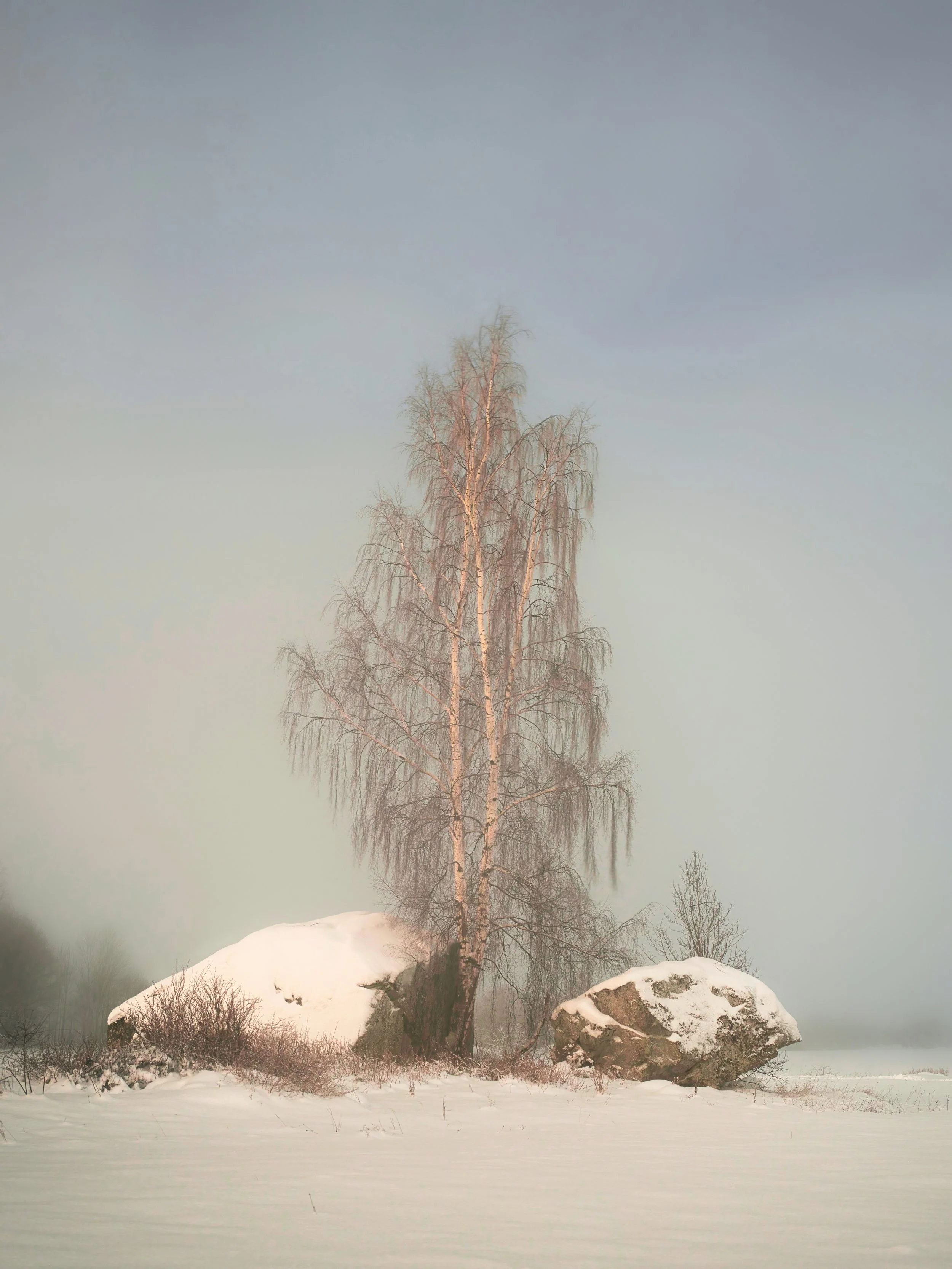 B0019356-02 Birch and Two Stones