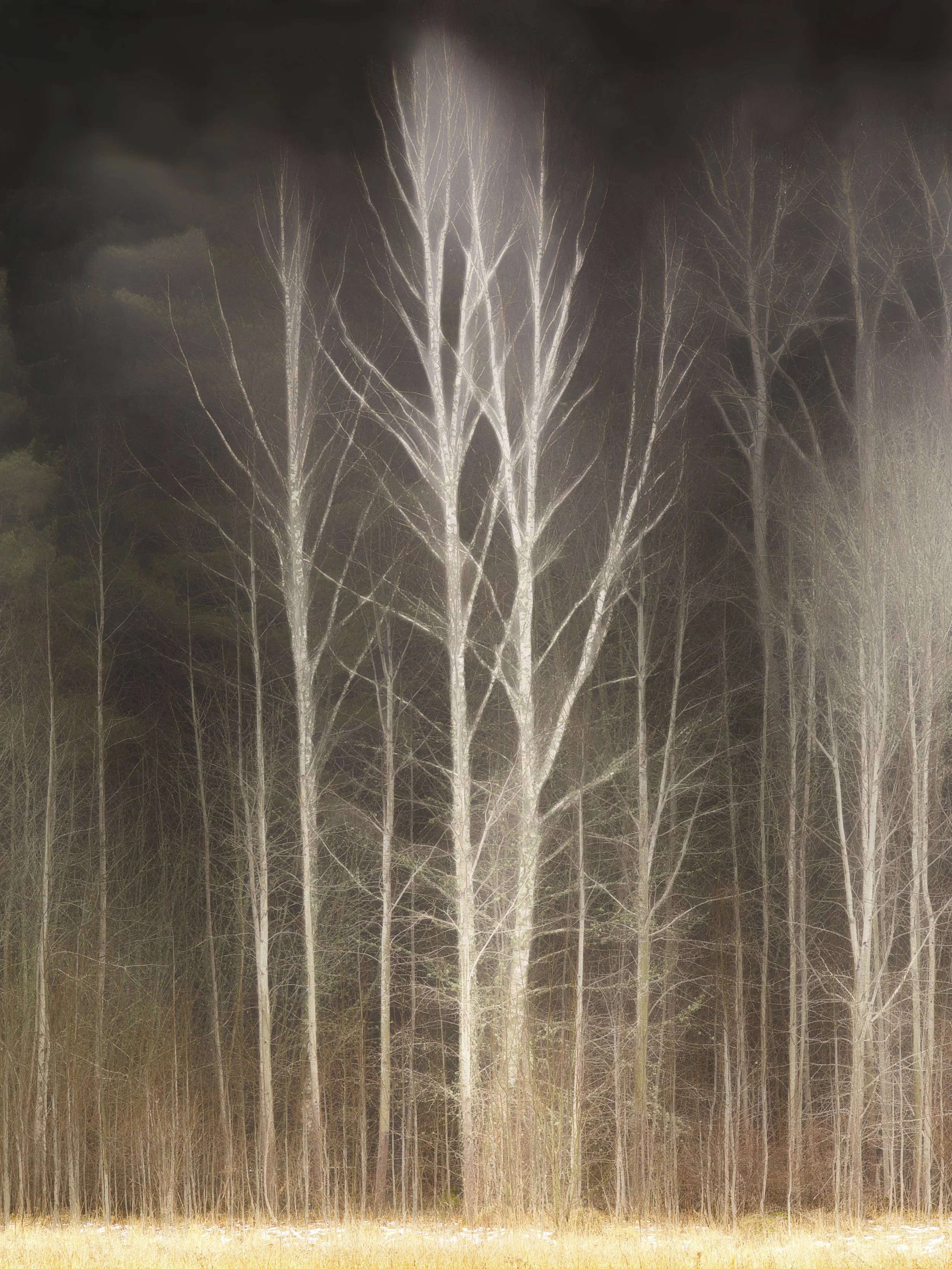B0035565_3 Veil of Forest