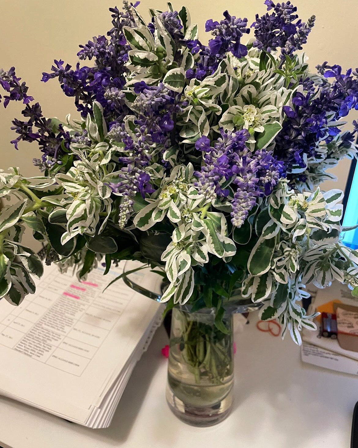 snow-on-the-mountain and blue salvia.jpg