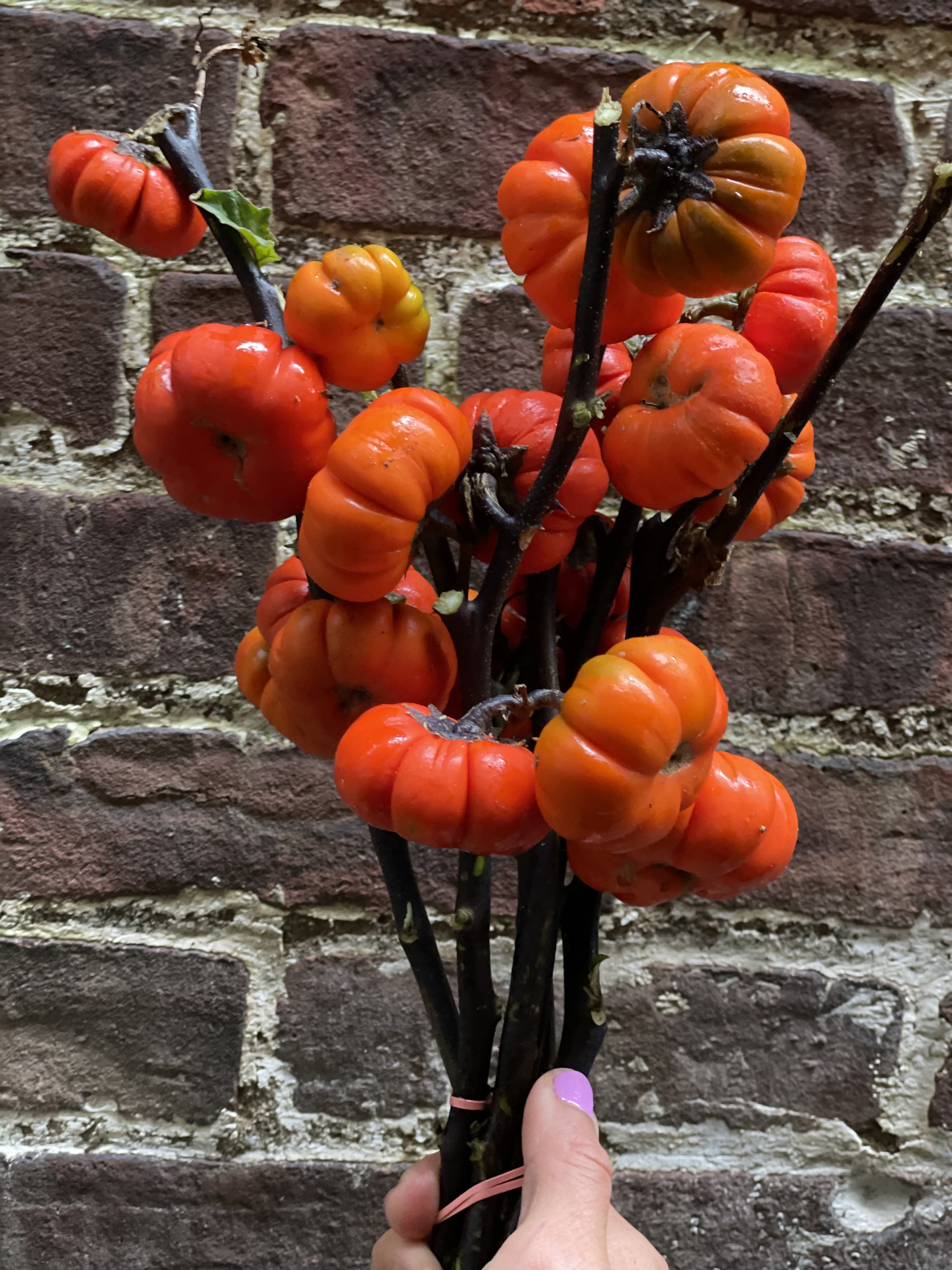 Mini pumpkins on a stick-1.jpg