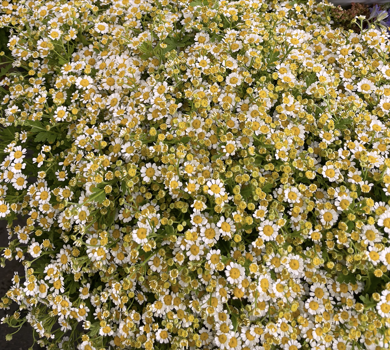 Screen Shot 2023-03-27 at 10.26.02 AM.png