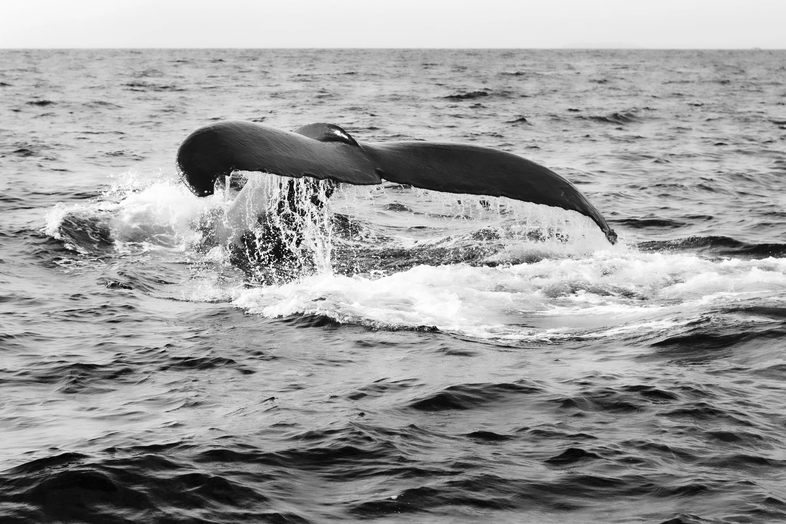 whale