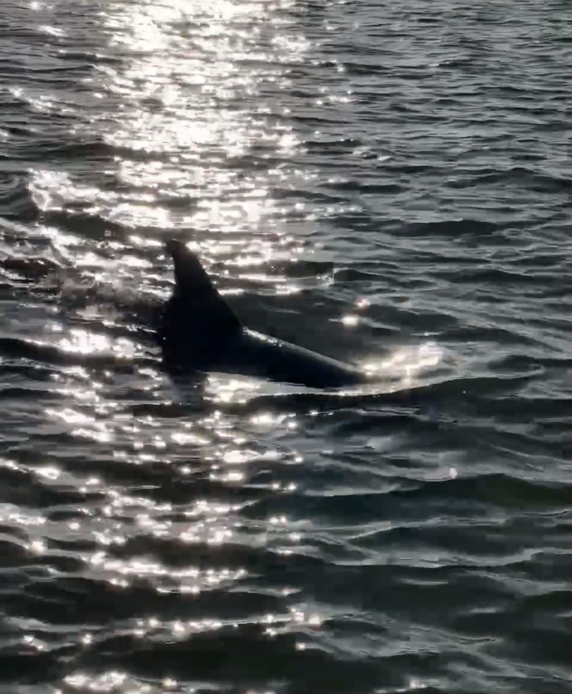 DOLPHINS IN THE ANCLOTE RIVERS