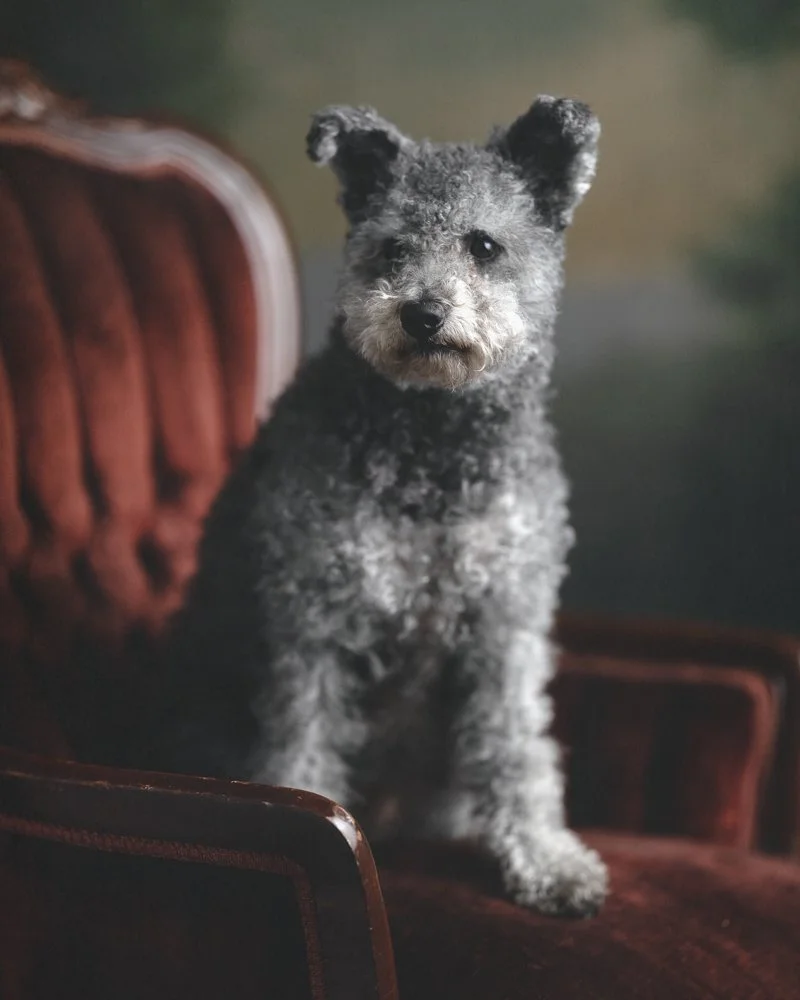 Pomsky Akc Recognized Designer Breeds 12 Designer Dog Breeds And