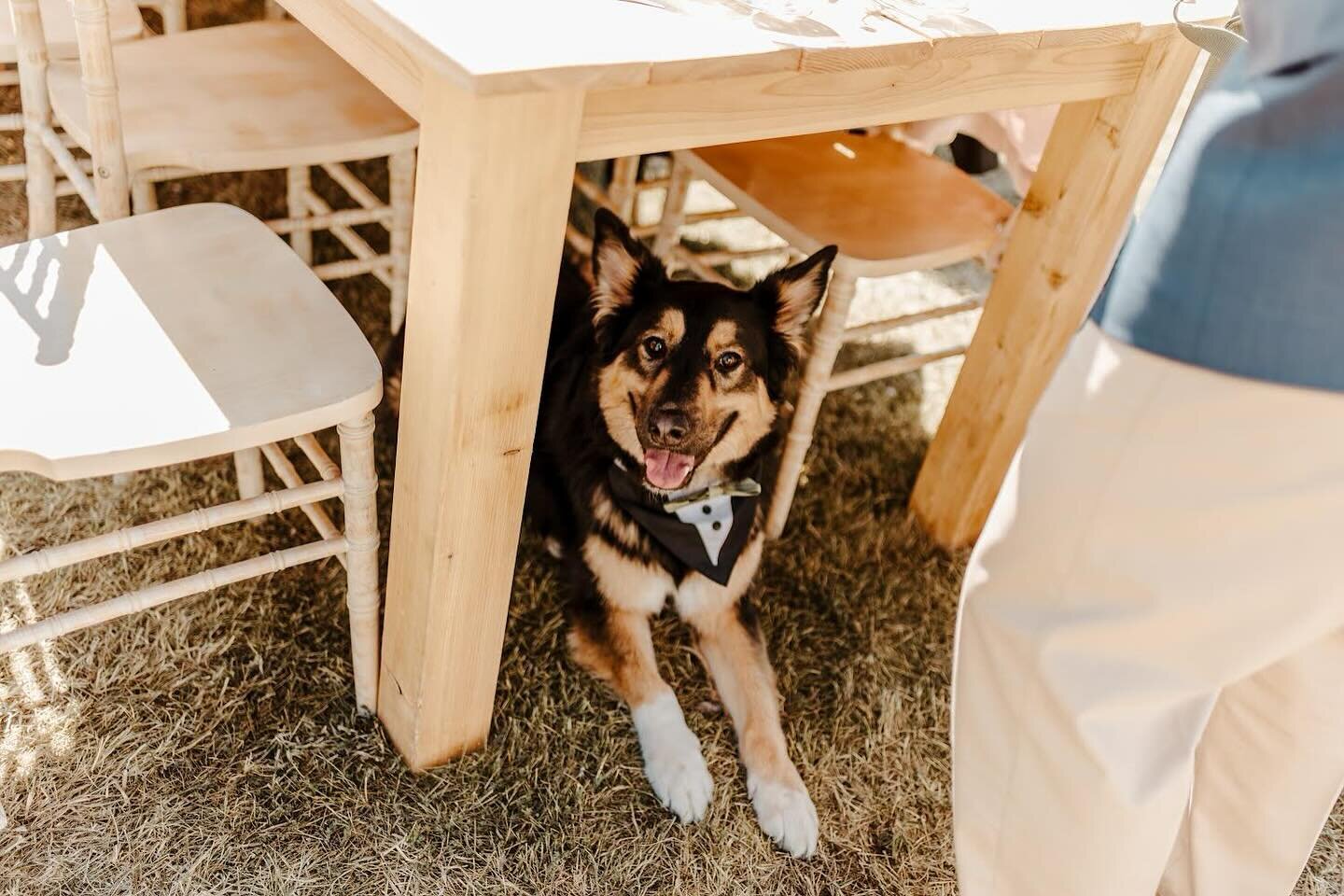 There is nothing better than your fur baby attending your wedding! 

PS - Don&rsquo;t forget to book by the end of the year for 2023 prices.